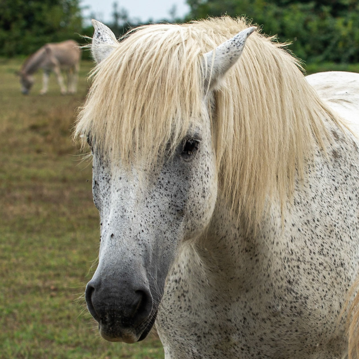 Week-end Camargue