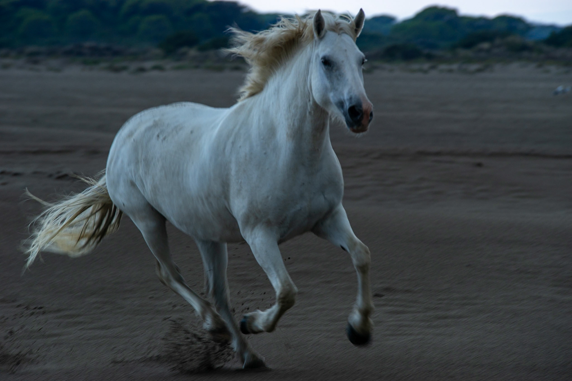 Week-end Camargue