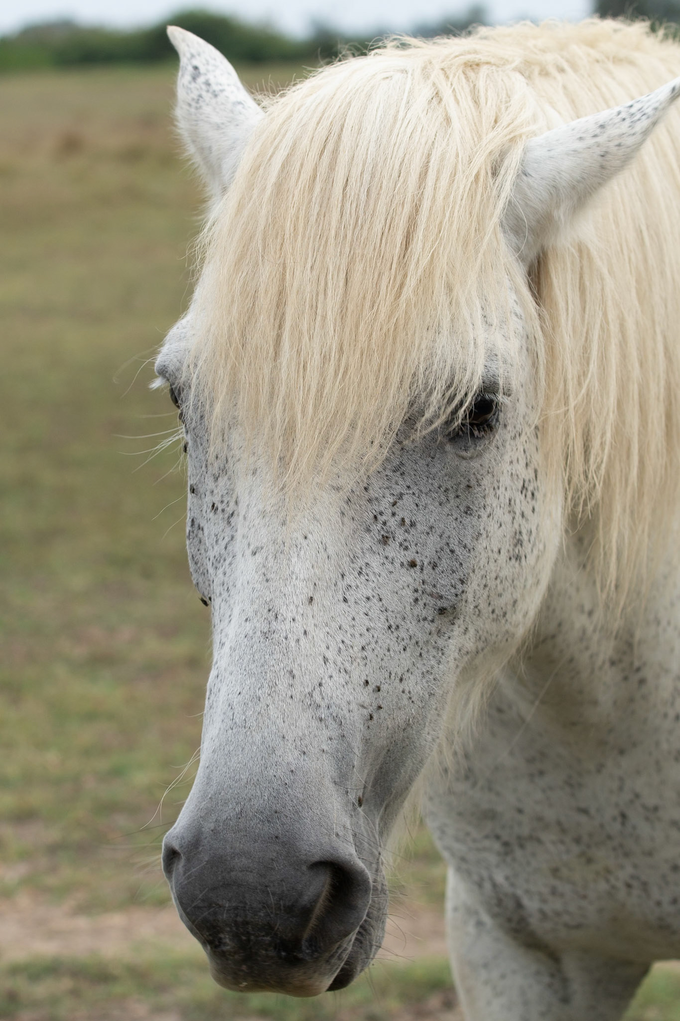 Week-end Camargue