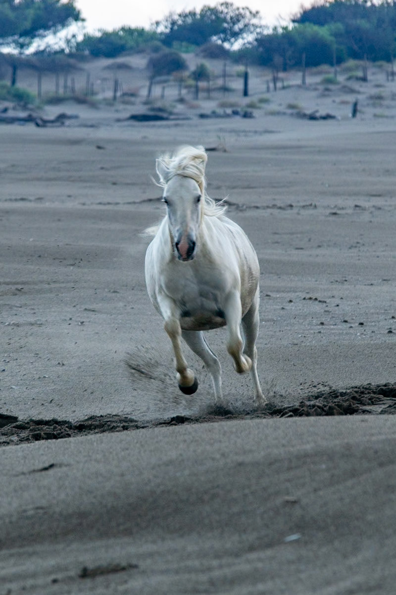 Week-end Camargue