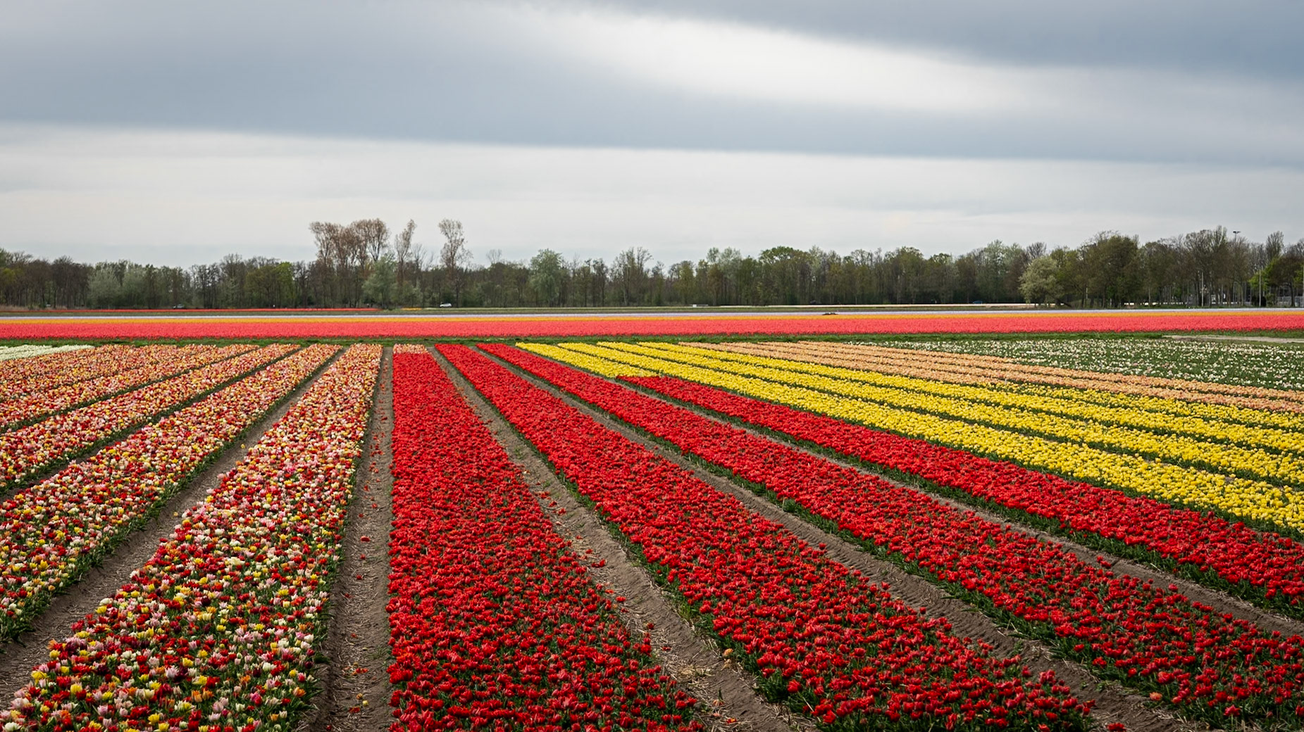 #RoadTripEnVan #ChampsDeTulipes #PrintempsEnFleurs #PhotographieDeVoyage #DanielOnWay #EscapadePhoto #VanlifeFrance #VoyagePhotographique #TulipFields #NetherlandsTulips	#VanlifeEurope #SpringVibes #FlowerFields #TravelPhotography #VanlifeAdventure #TulipSeason #Keukenhof #Lisse #Flevoland #HollandByVan