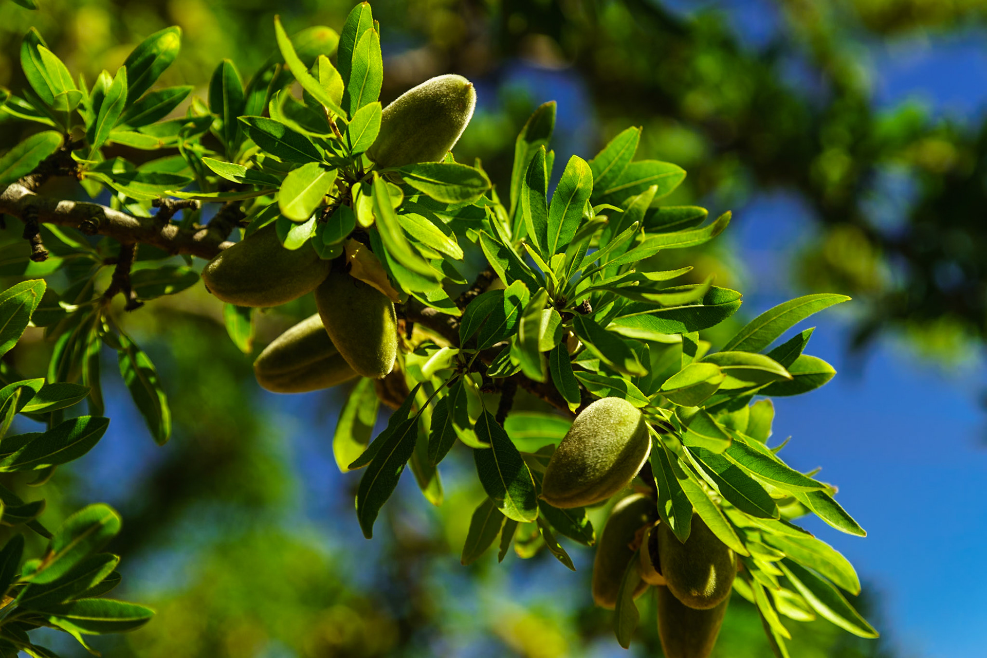 Dans le souci de diversification des cultures, l'olivier et l'amandier font partie intégrante du paysage au côté des lavandes. Le plan rapproché permet de voir le fruit.