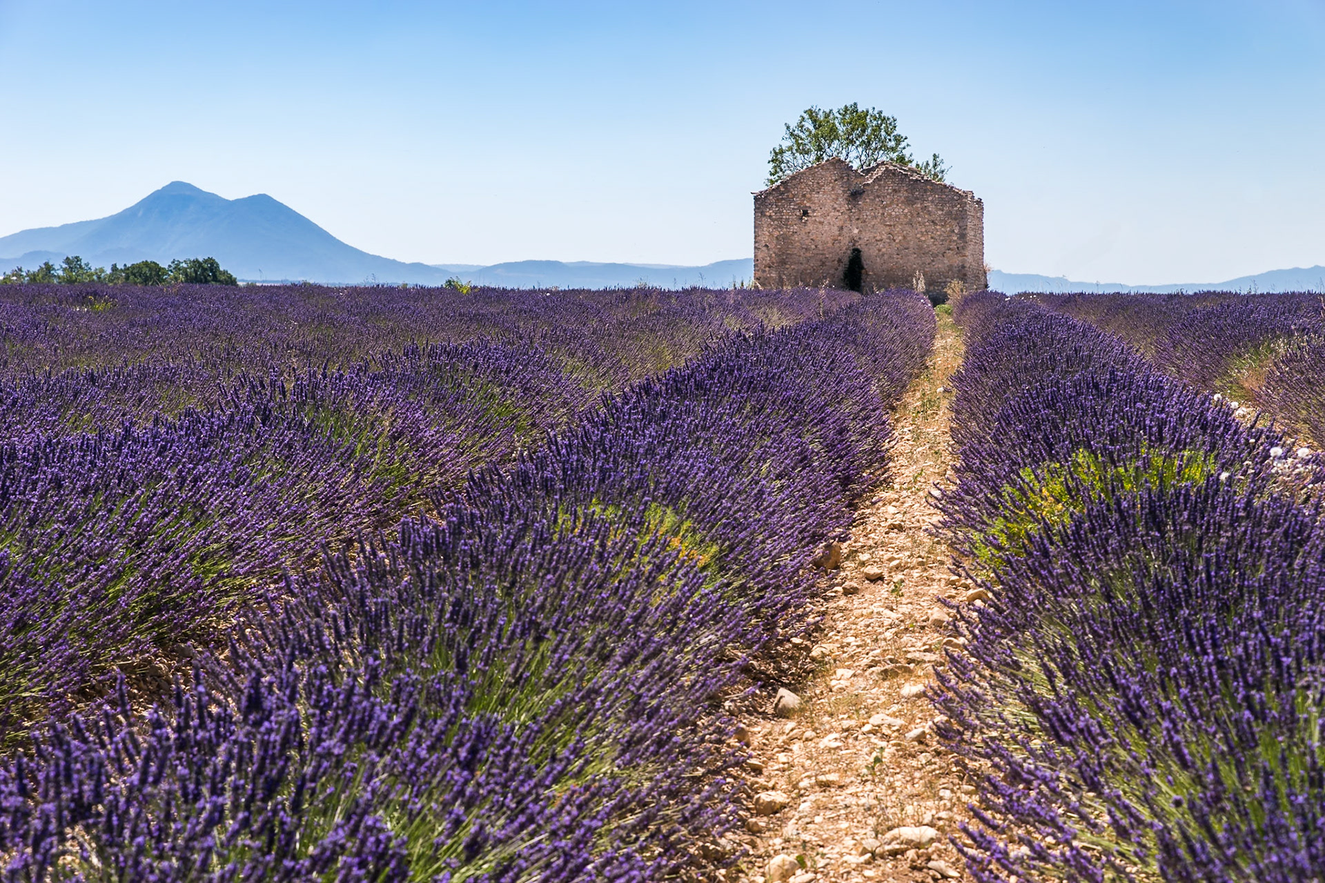 Maison en ruine dans un champ de Lavande
