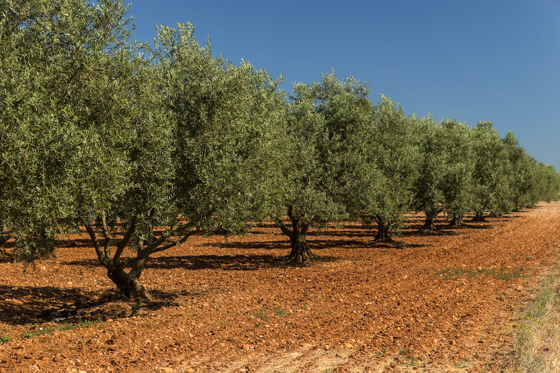 Sur le plateau de Valensole les oliviers constituent un paysage alternatif aux grandes étendues de lavande.