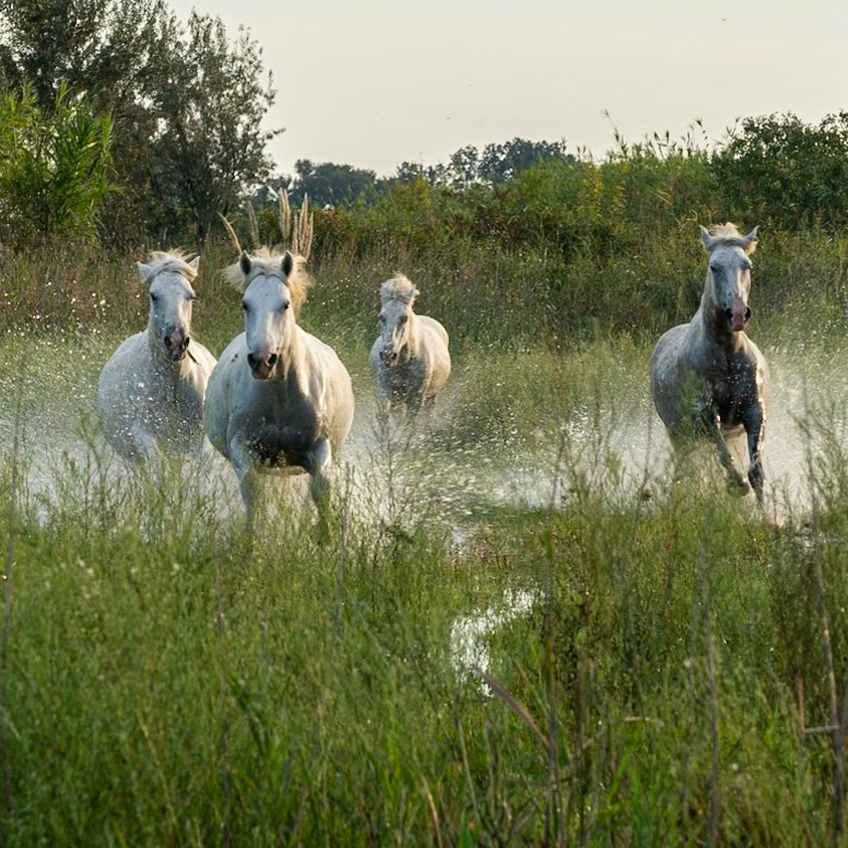 Week-end Camargue