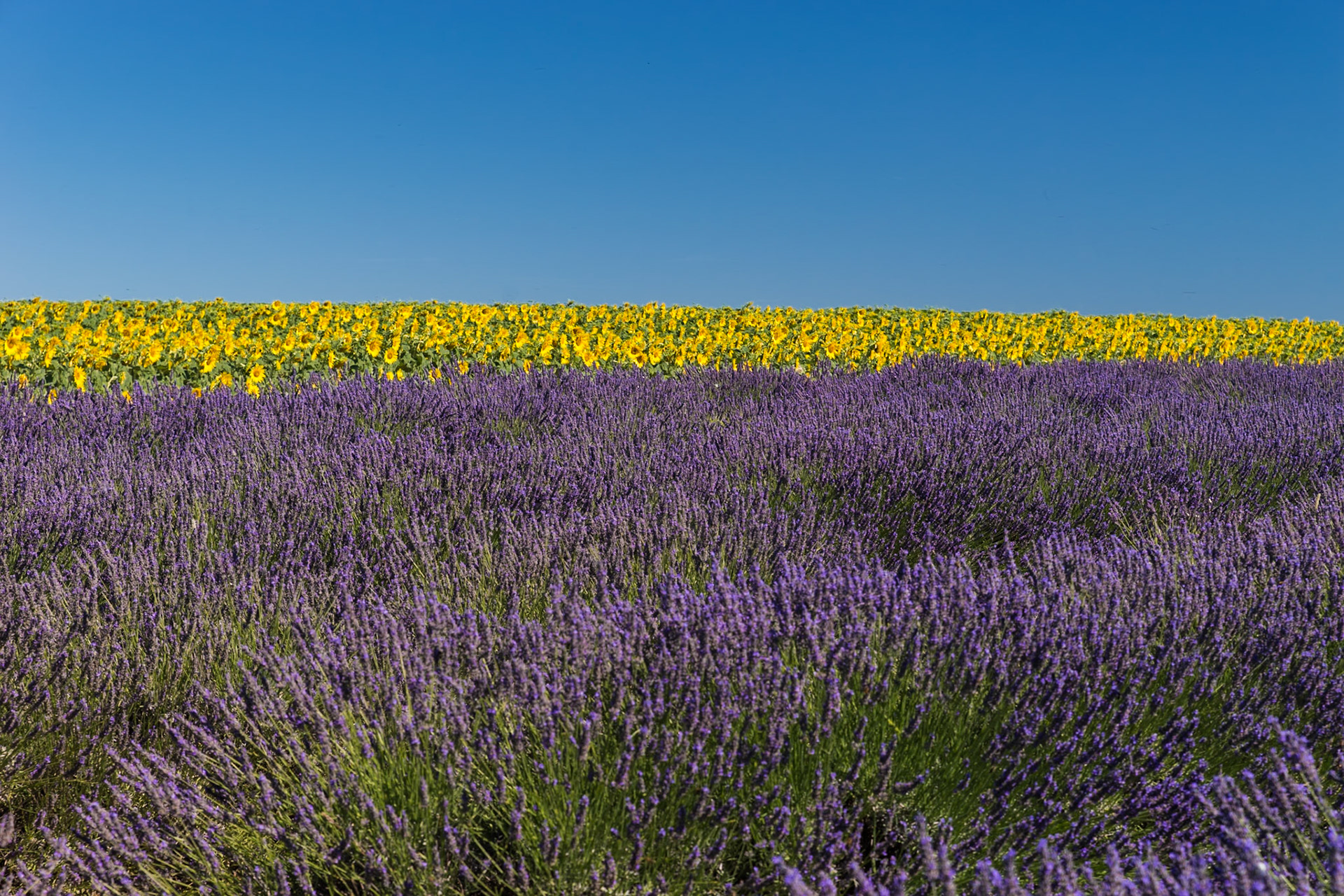 Sur le plateau de Valensole, les champs de tournesol côtoient souvent les champs de lavande offrant un spectacle superbe. La ligne jaune du champ de tournesol , l'avant plan constitué du champ de lavande et le ciel bleu profond sans nuage ont permis de structurer cette photo autour de ces lignes de couleur.