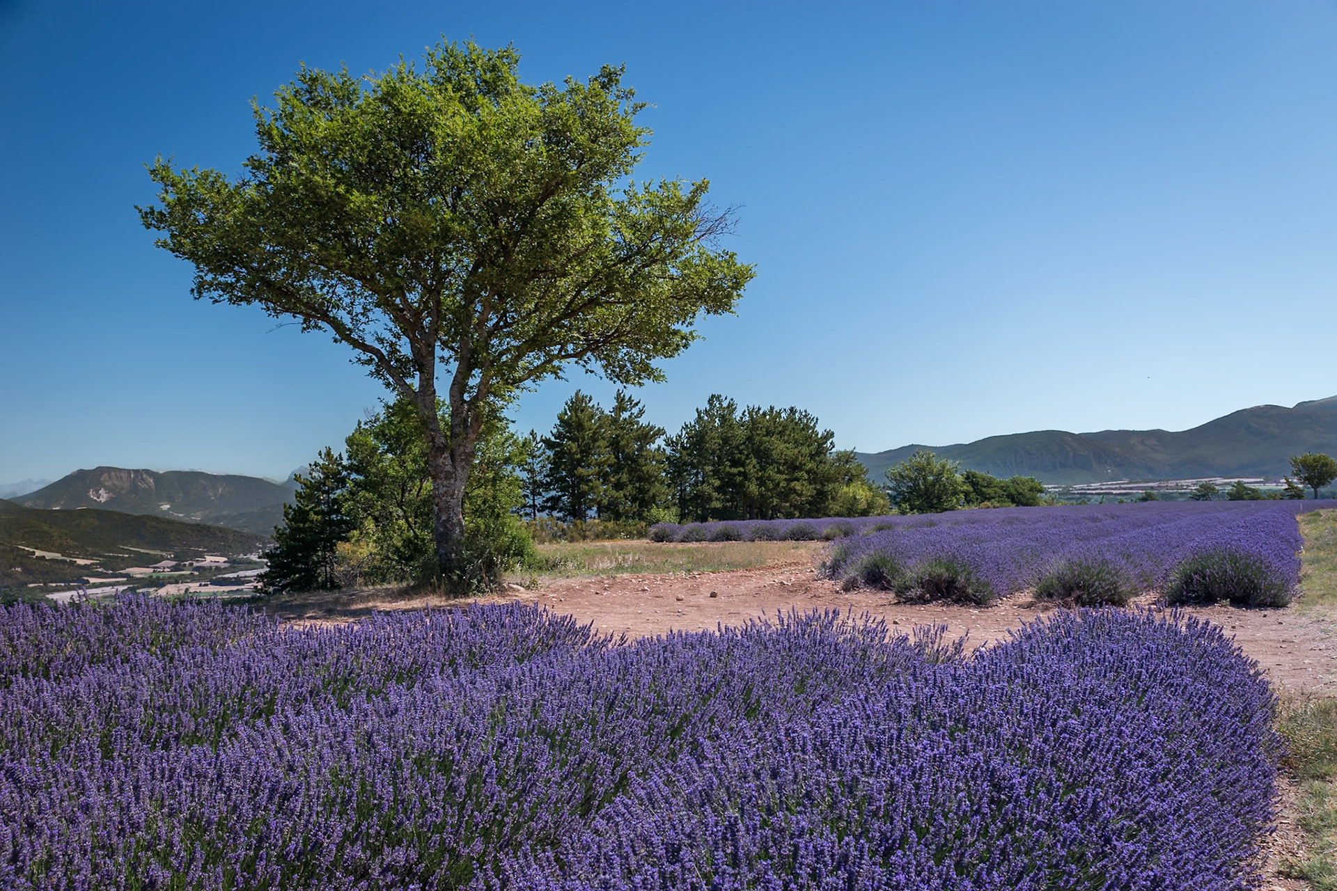 Lavande sur le plateau de Puimoisson