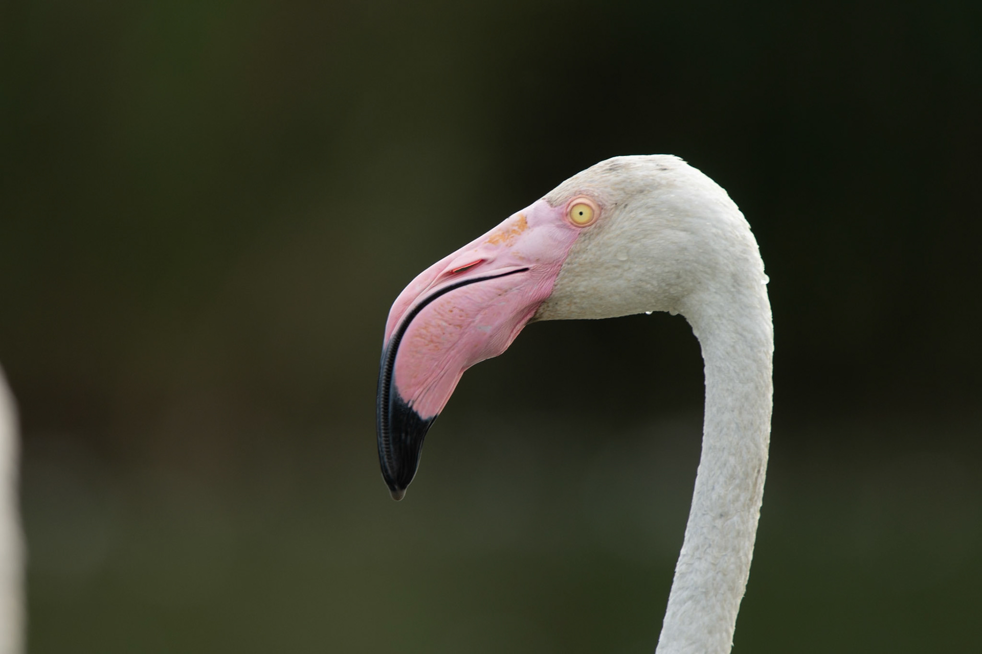Week-end Camargue - Parc ornithologique Pont de Gau - Saintes Maries de la Mer