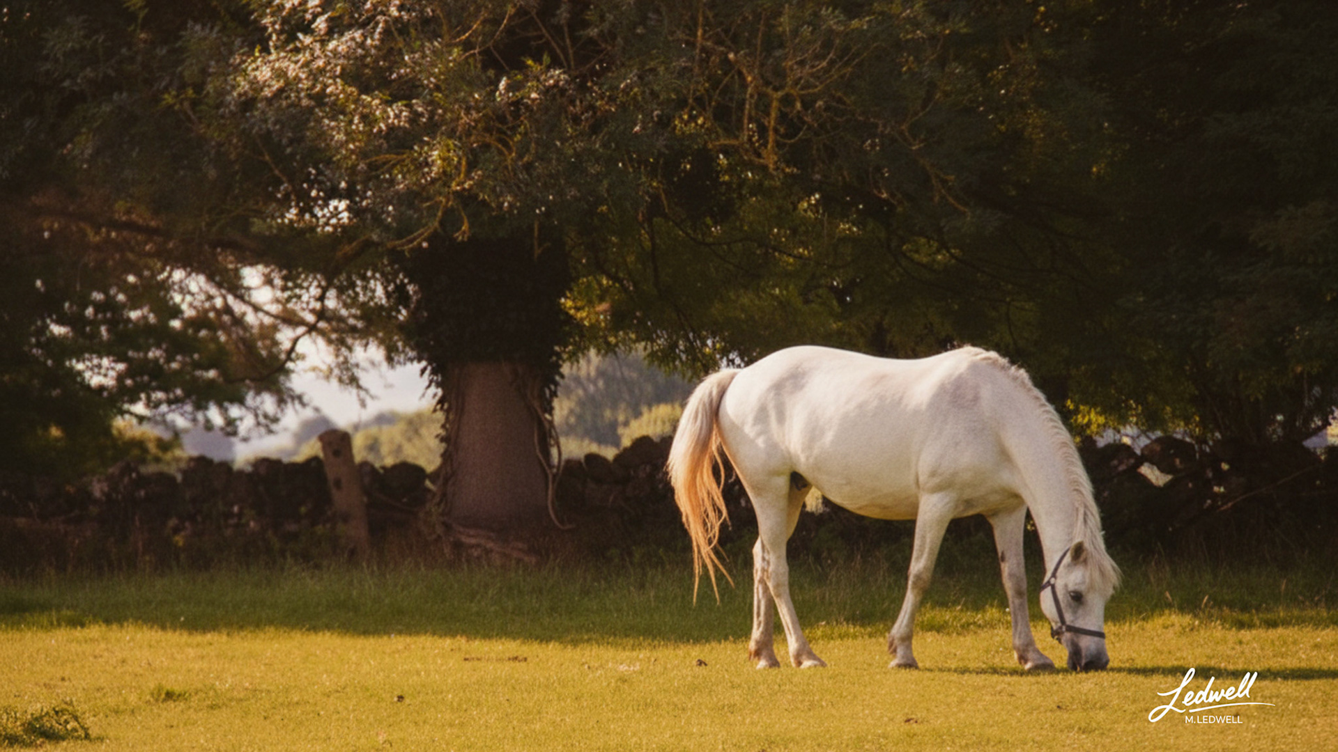 Golden Pastures