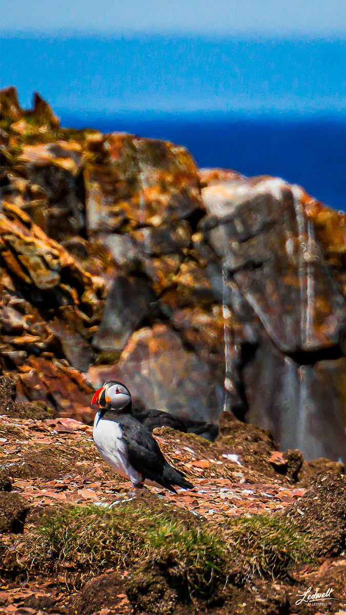 Just Puffin Along