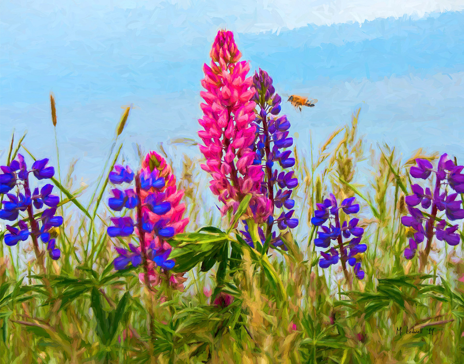 Lappin at the Lupins