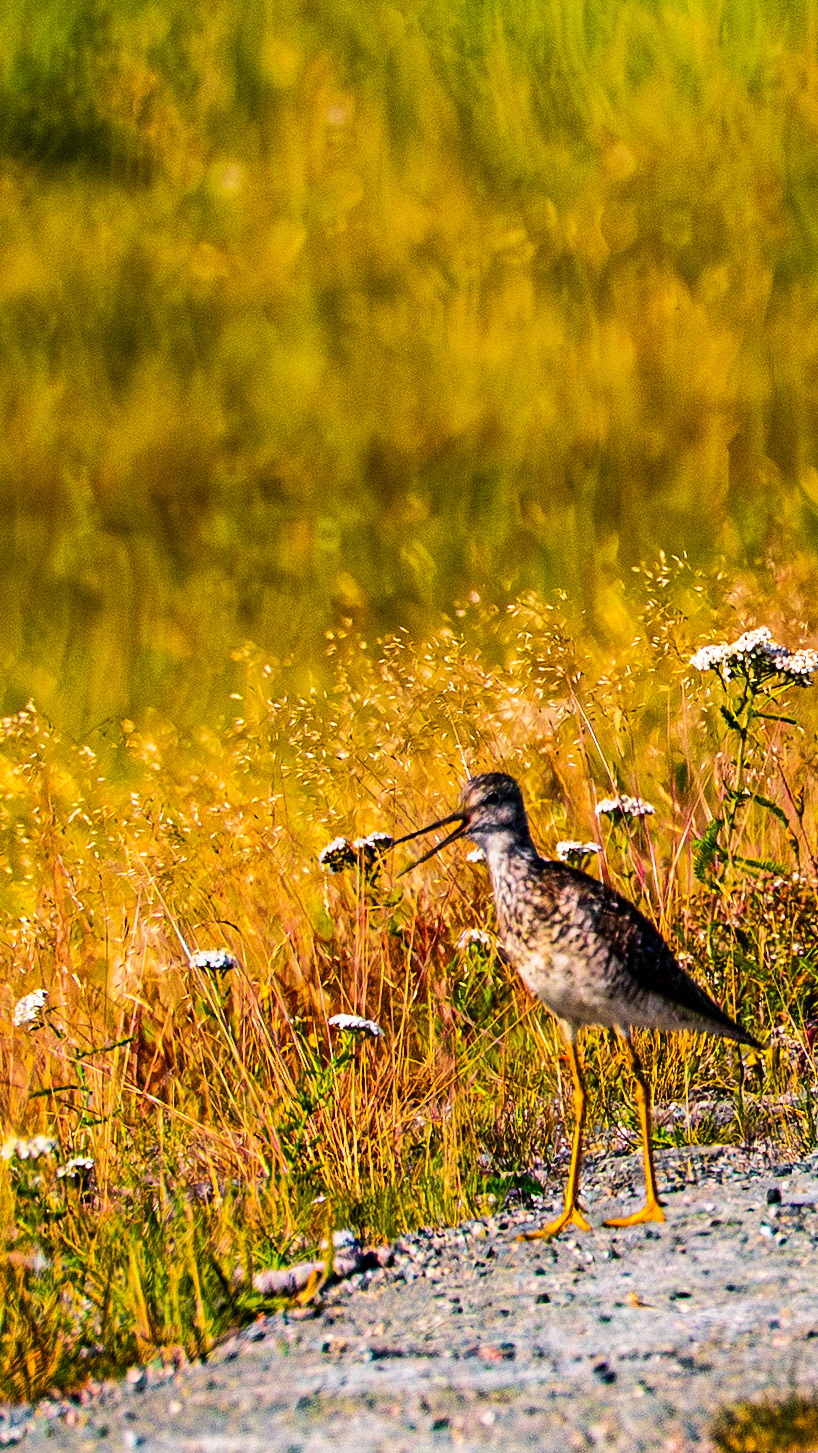 Marshland Melodies