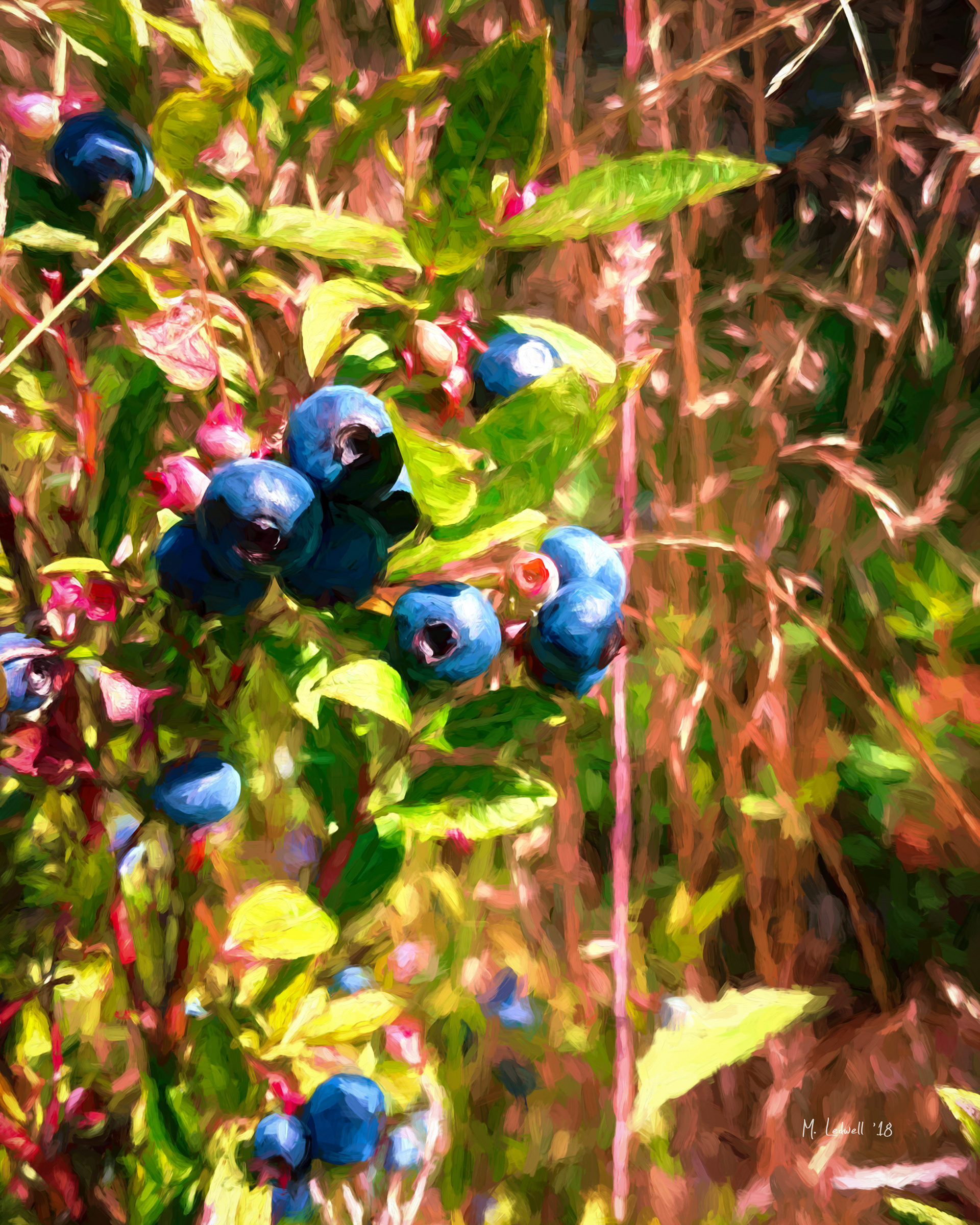 Blueberry Bewilderment