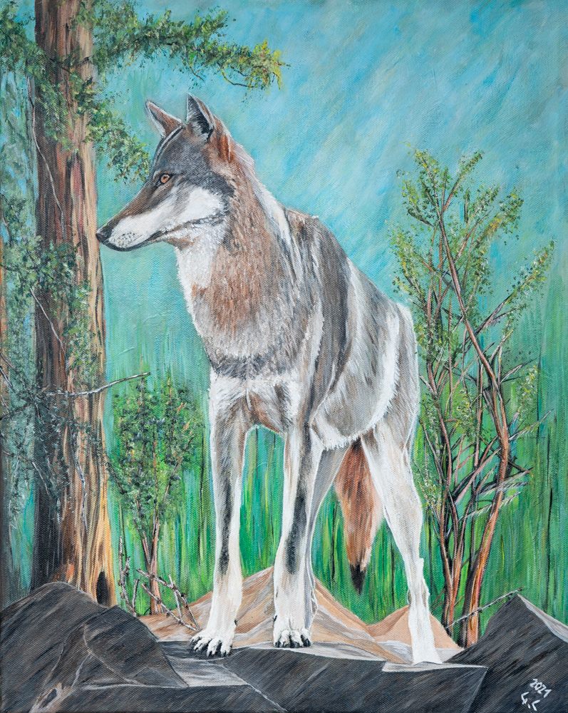 Wolf