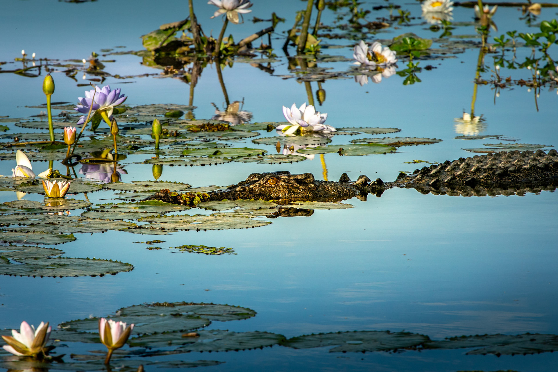 Kakadu National Park, Northern Territory, Australia