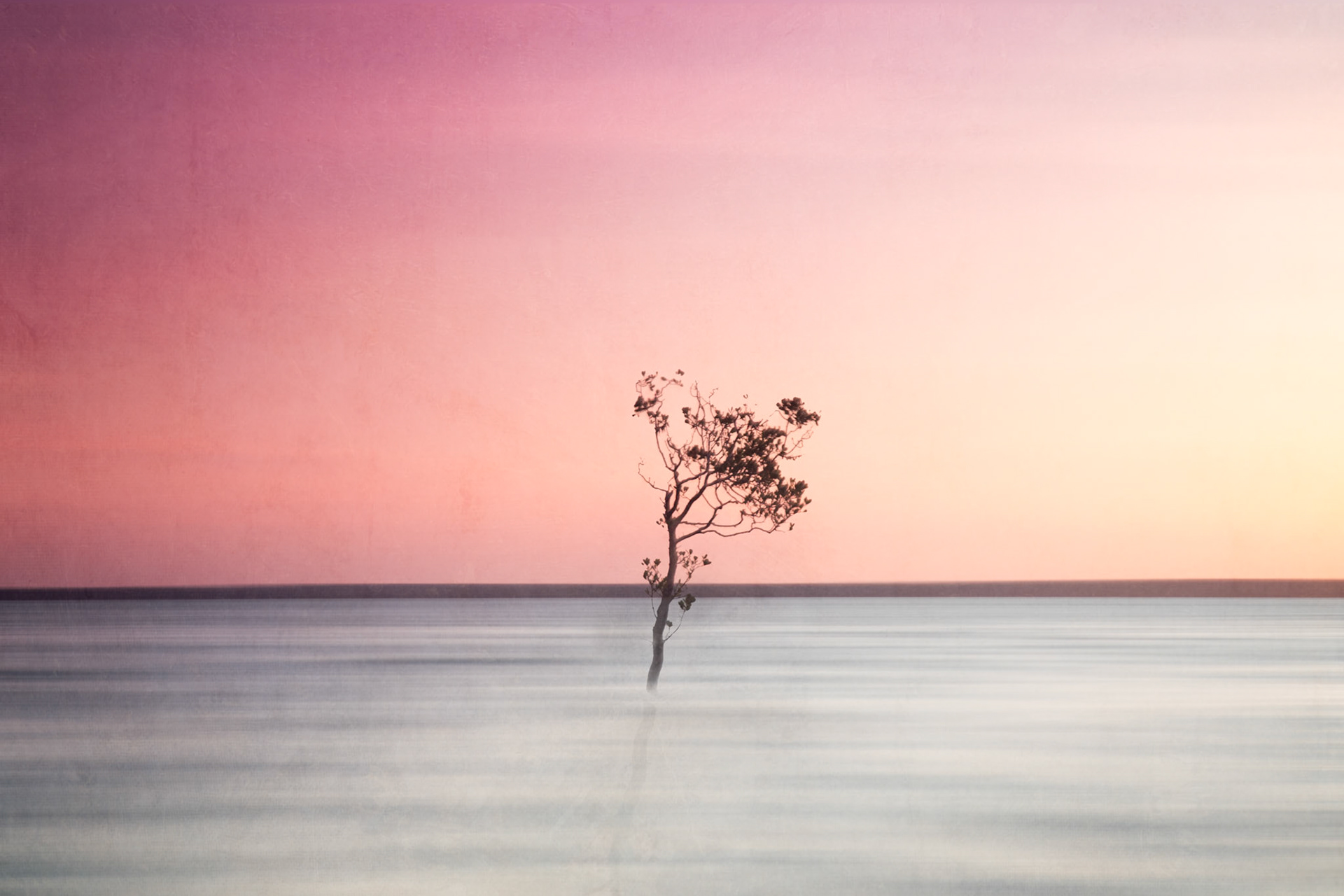 Tree in the sea