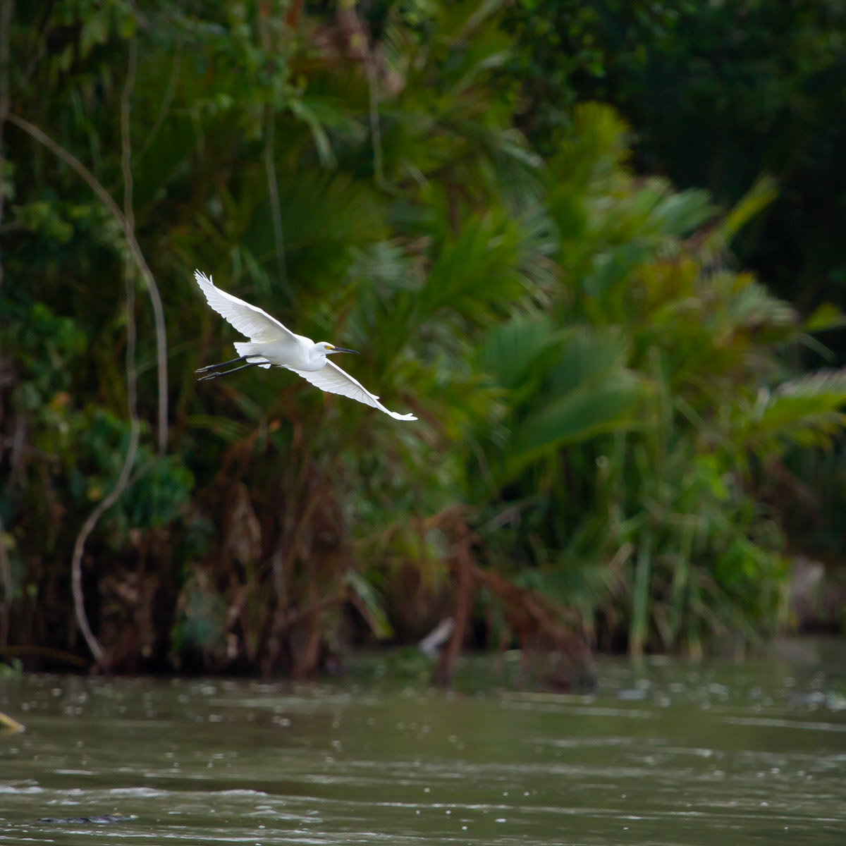 Little egret in flight, Sepik River Papua New Guinea