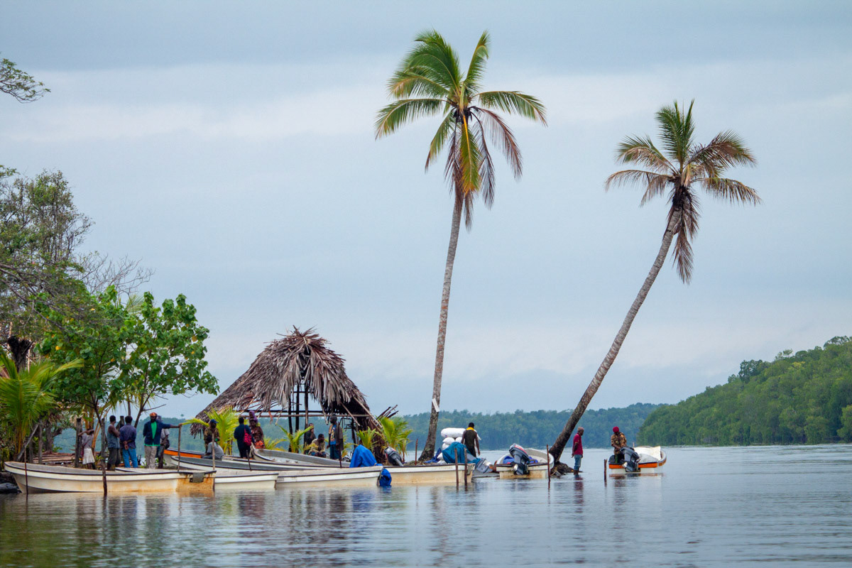 Palm trees line shore of Sepik River