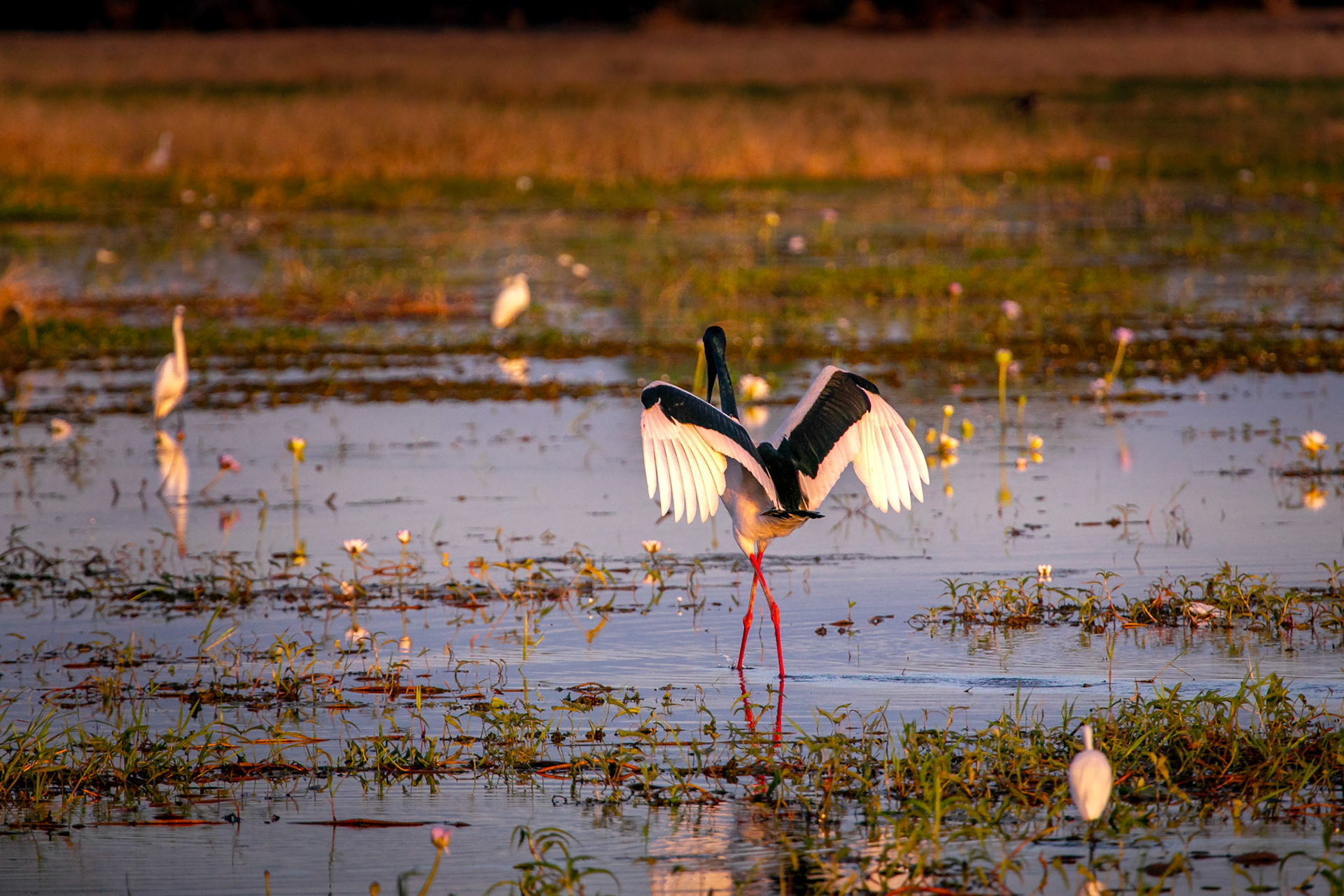 Kakadu National Park, Northern Territory, Australia