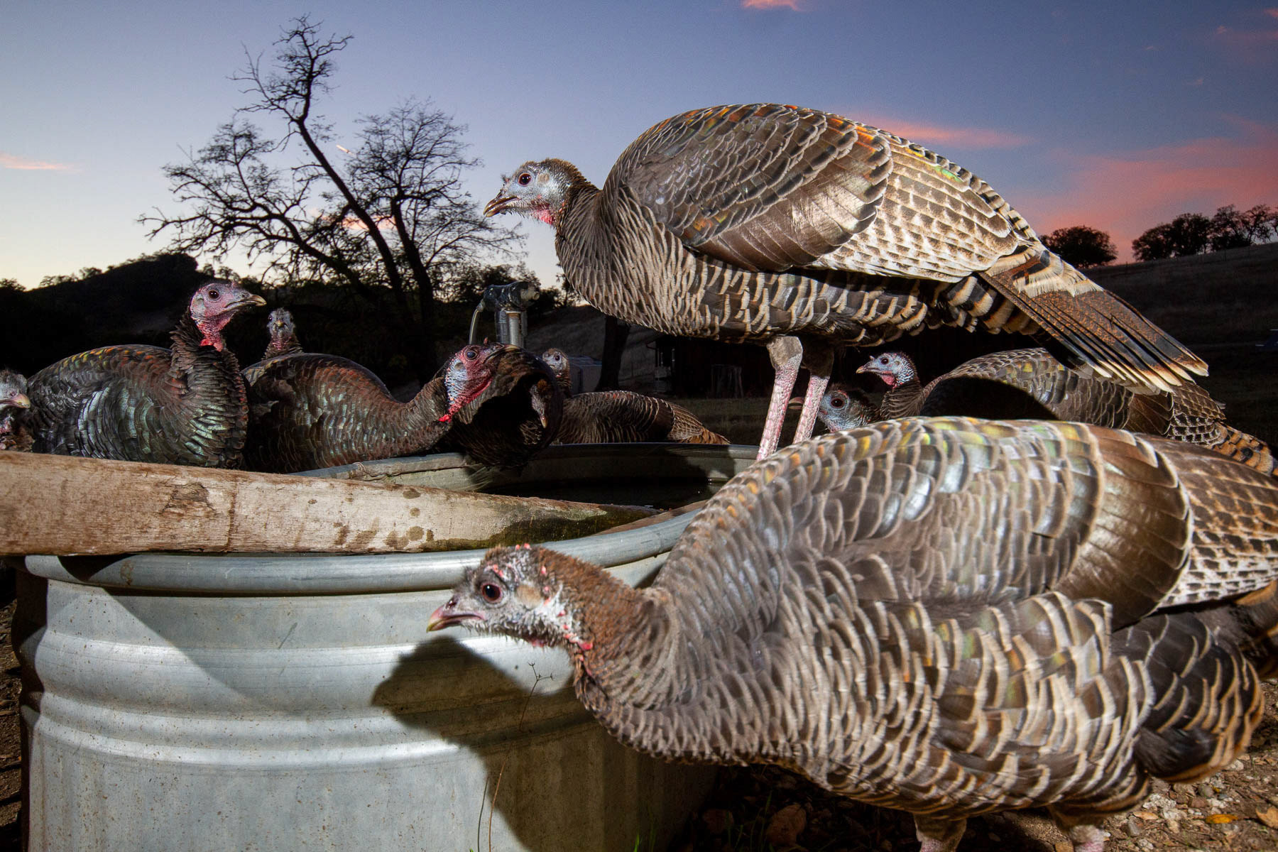 These are wild turkeys. They were introduced to California in the last century. Although not native, they can be found everywhere in Carmel Valley, USA. I placed a camera trap in this dripping water source to document the animals using it during the dry season when the local streams were all dry. The turkeys came regularly to this location in search of water. The water scarcity in this watershed has been accentuated by over-pumping and more recently, due to climate change.