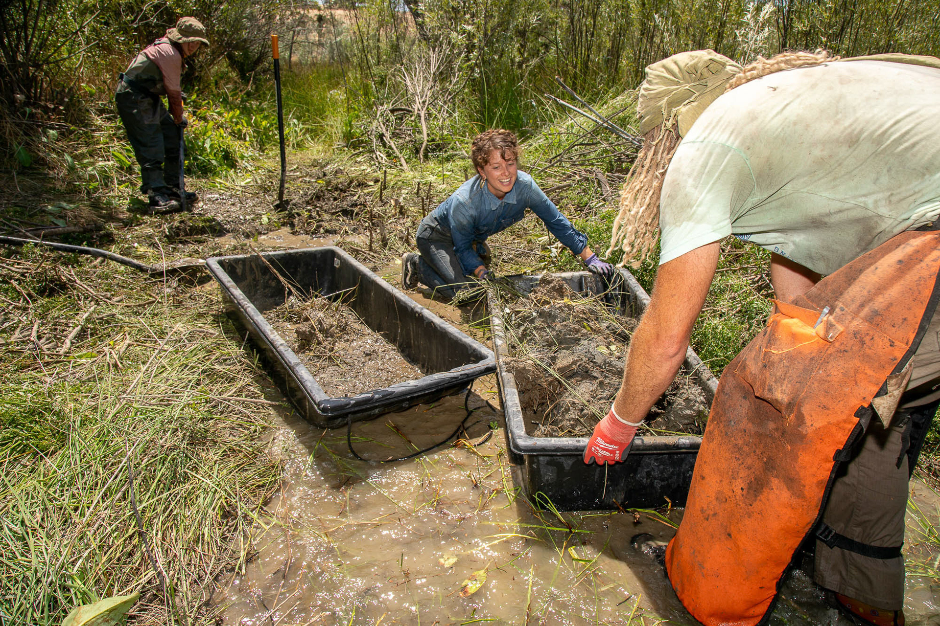 Swift Water Design crew works on collecting and transporting materials used to build a Beaver Dam Analog (BDA) in Paicines Ranch, Paicines, California, United States. In the center, Ayeen Telopa pushes a sled full of mud. This restoration work requires hours of intense physical labor.  July 23, 2024.
