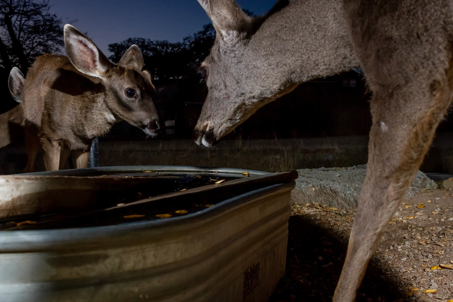 Deer drinking water from a water source in Hastings Natural History Reservation, which the management has made available for wildlife. During the dry season, the nearby creek is dry, and several species use this manmade water source to drink water. Carmel Valley, California, USA.