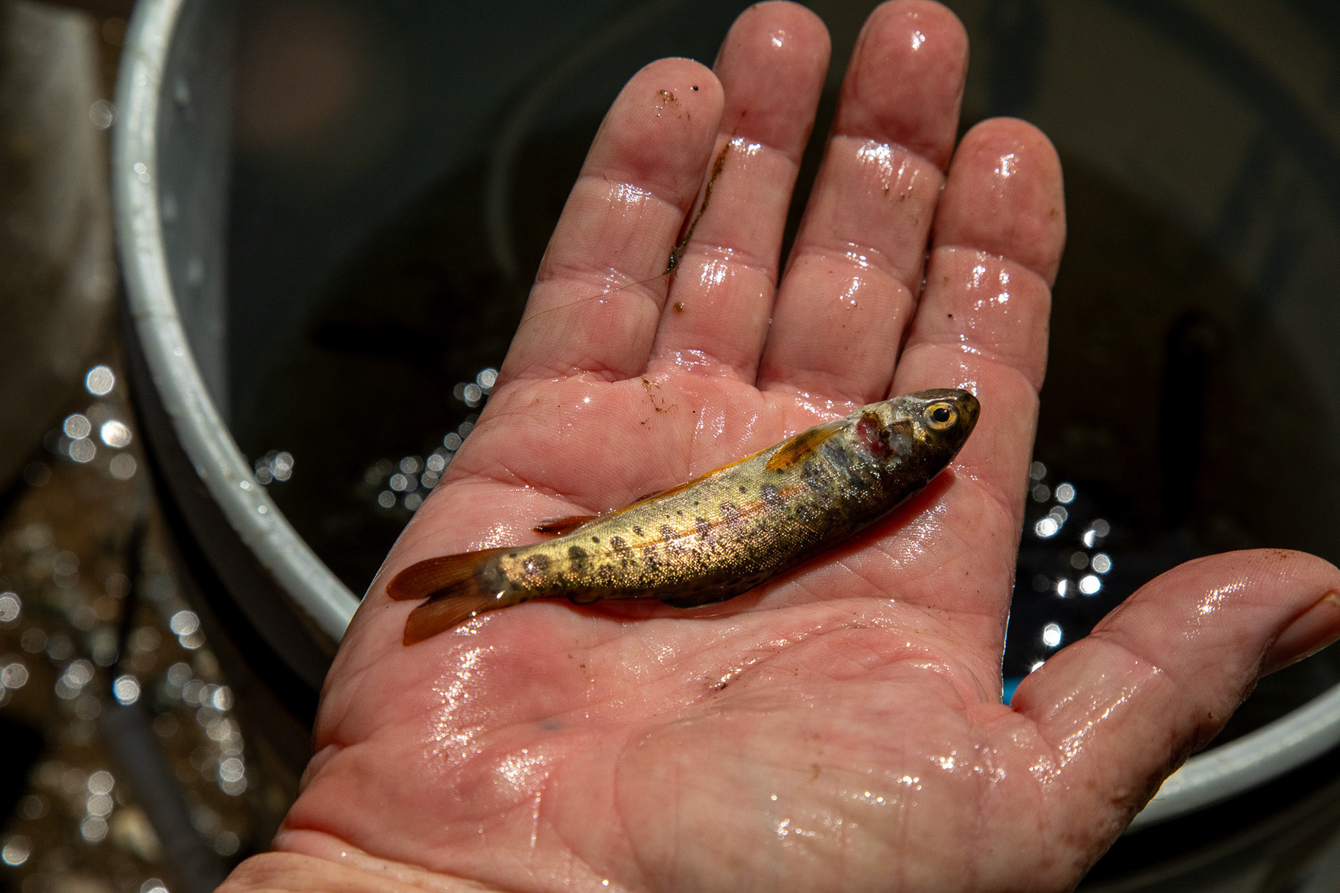 A Carmel River Steelhead Association volunteer holds a rescued steelhead young in his hand. This fish suffered injuries during the rescue and transport process and will not survive. The Carmel River Steelhead Association keeps a record of the mortality rate during the rescue events and will use the dead fish for DNA sampling. Carmel Valley, USA.