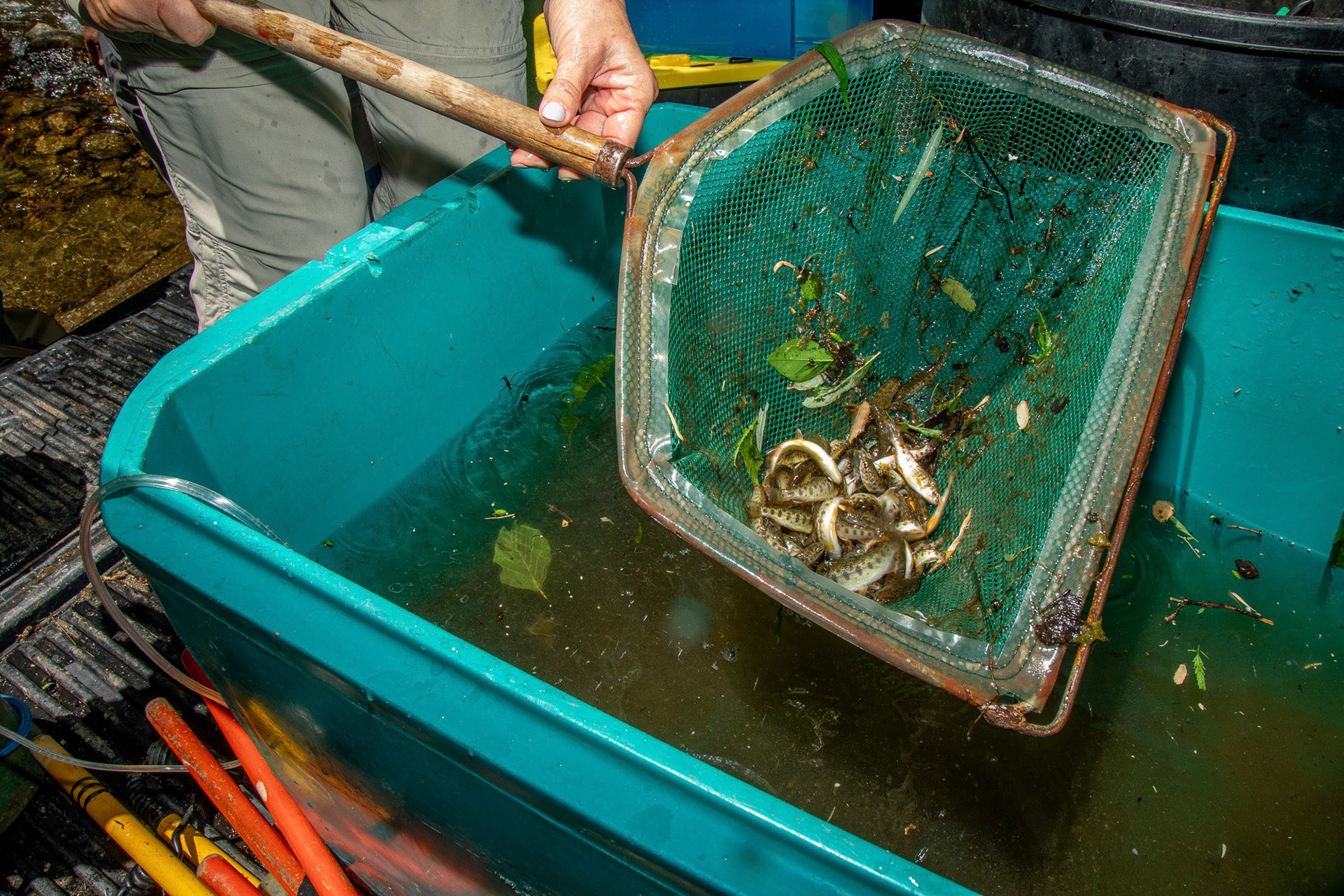 A volunteer fishes the steelhead young inside a water tank to release them in the Carmel River in a section where the river runs year-round. Carmel Valley, USA.