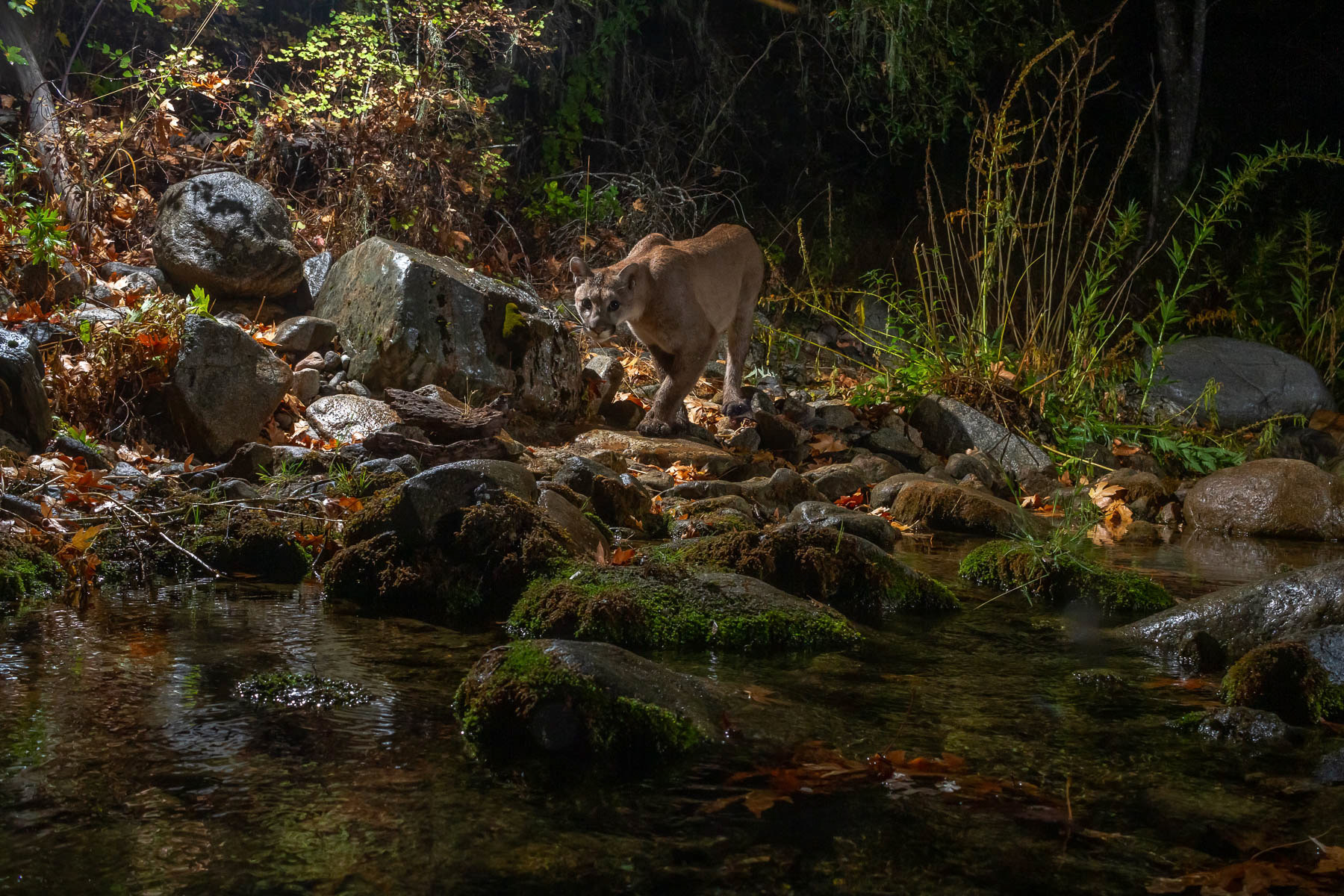 I captured this picture of a mountain lion using a camera trap. The sequence of photos from the camera trap depicts the mountain lion approaching the creek for drinking water and then crossing it. The creek is in the Carmel River Watershed in Carmel Valley, on the Central Coast of California, USA. During the dry season, the local streams were all dried up, except for the main streams, such as the one I documented. The water scarcity in this watershed has been accentuated by over-pumping and more recently, due to climate change.