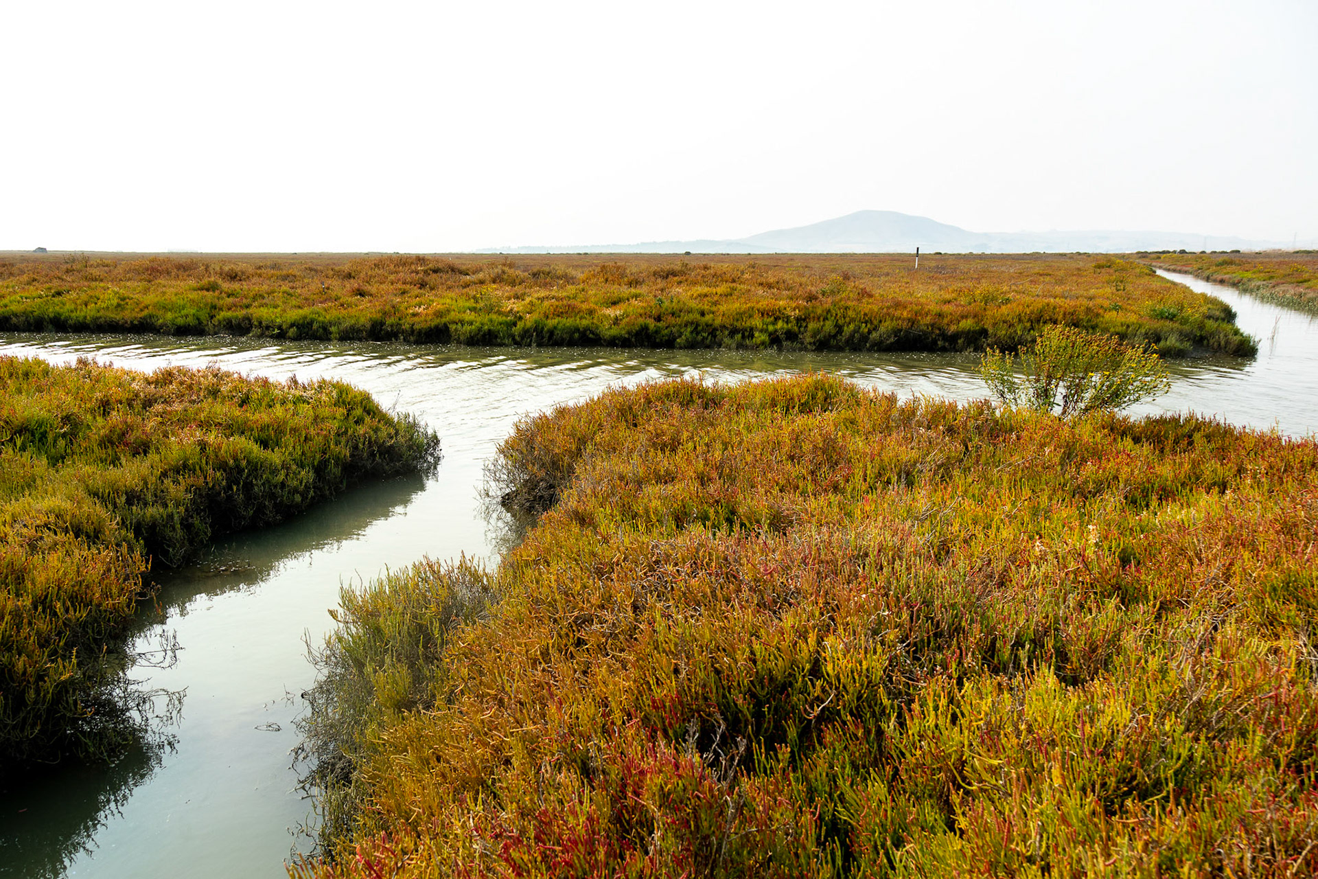The central tidal channel and secondary channels in the location of the first phase of the  Sonoma Creek Enhancement Project. San Pablo Bay National Wildlife Refuge, CA.