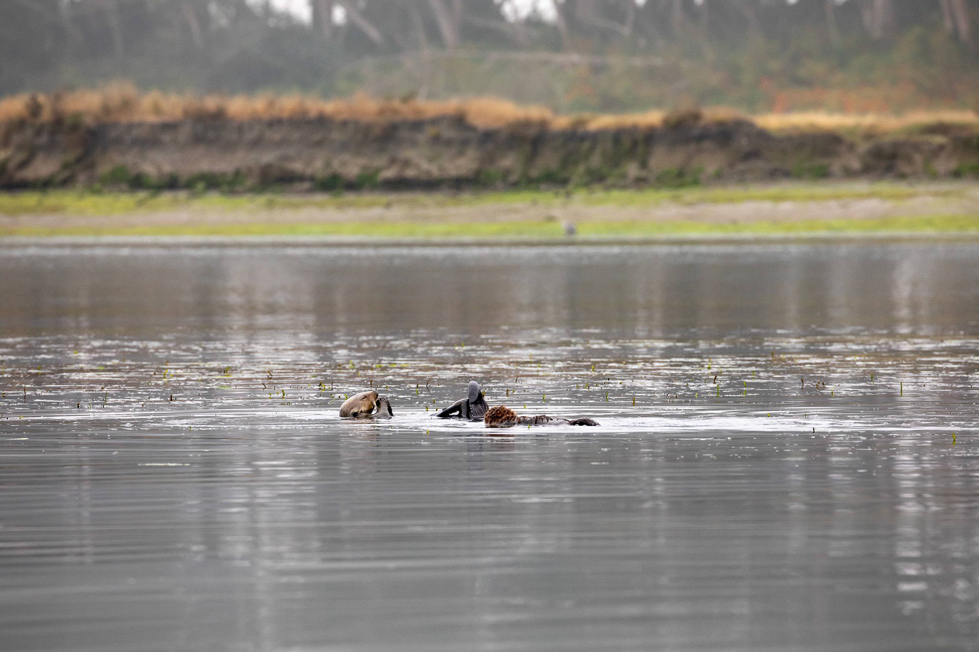 A sea otter feeds in the slough while her pup rests next to her. Elkhorn Slough National Estuarine Research Reserve. Watsonville, California, USA. July 8, 2024.