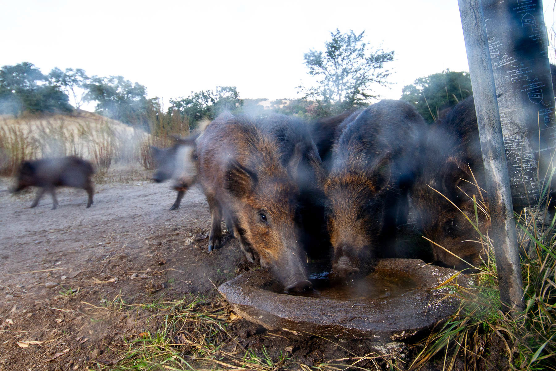 These are hybrids of wild boars and feral domestic pigs. I set up a camera trap near a human-made water source to capture images of the animals that come to drink from it. During the dry season, the wildlife relies on these water sources as the local streams run dry. Unfortunately, over-pumping and climate change have worsened water scarcity in the Carmel Valley watershed, California, USA. The wild boar population in the region is another wildlife issue. They often venture into populated areas to forage for food in lawns and damage irrigation systems for drinking, causing economic loss and conflicts with locals.