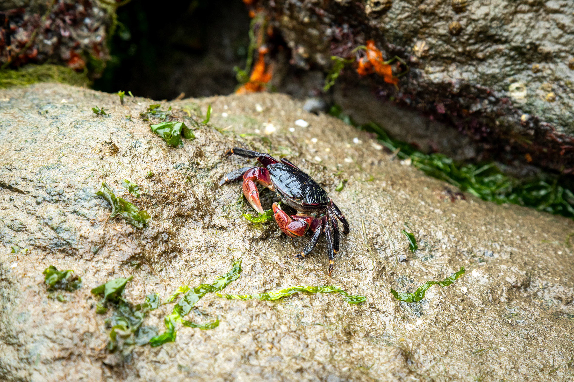 A shore crab eating algae. Elkhorn Slough, Moss Landing, California, USA.