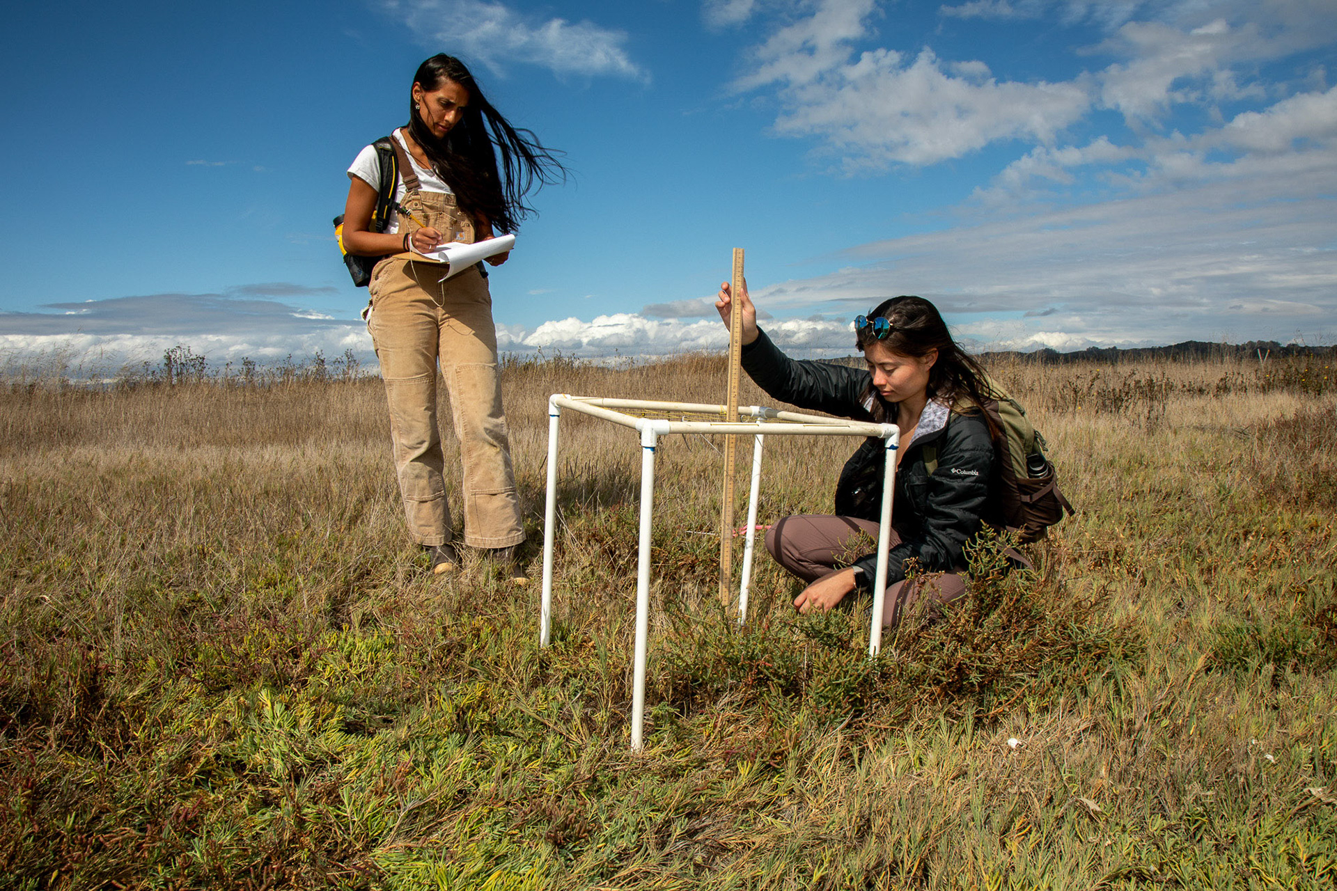 Kathryn Beheshti, UCSC doctoral candidate, in the field with Alexandra Thomsen, CSUMB graduate student.  They are performing measurements in the tidal marsh vegetation in Elkhorn Slough National Estuarine Research Reserve. Watsonville, California, USA, September 18, 2019.