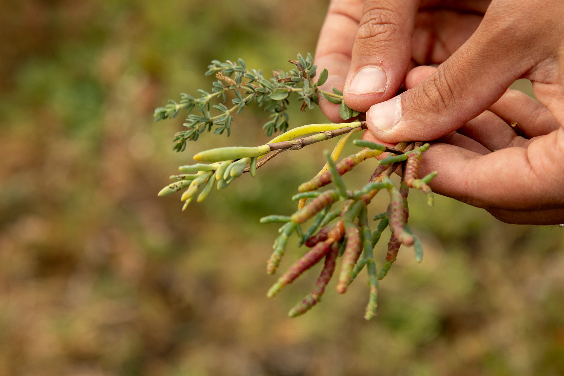 Kathryn Beheshti, a UCSC doctoral candidate shows samples of tidal marsh vegetation. The pickleweed showed in the right is very important for the overal health of the marsh and for bank stabilization. Elkhorn Slough National Estuarine Research Reserve. Watsonville, California, USA, September 18, 2019.