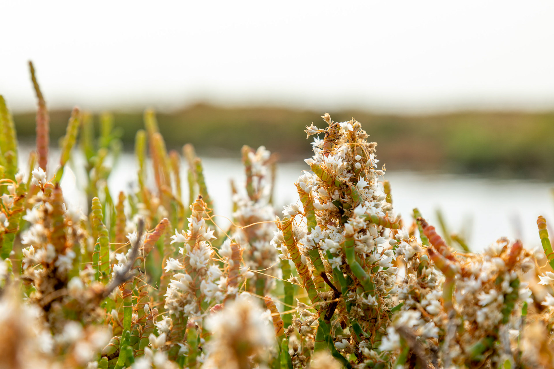 Pickleweed plants flowering in the Sonoma Creek Marsh Enhancement Project location. San Pablo Bay National Wildlife Refuge, CA.