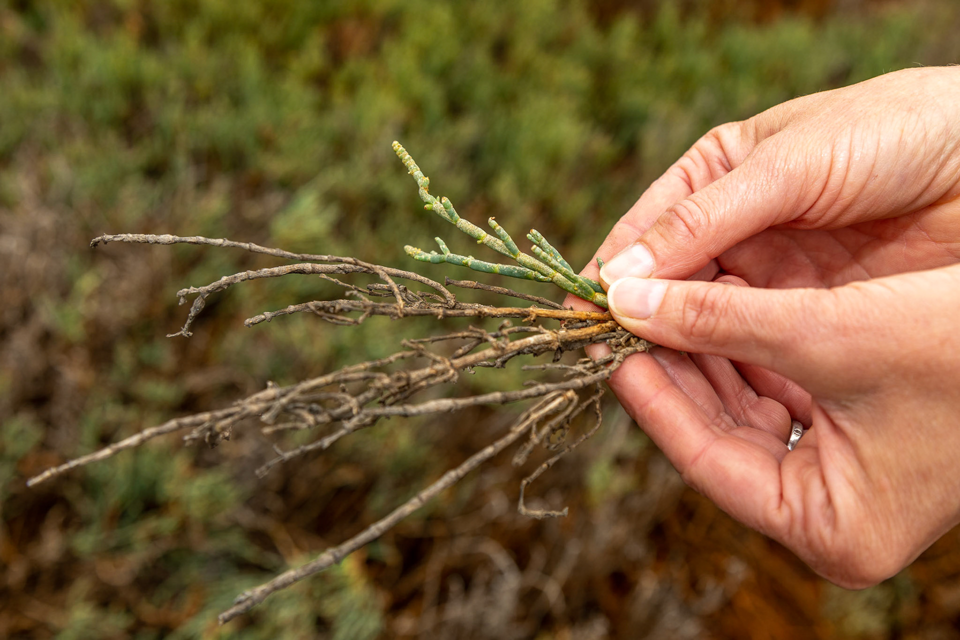 Andrea Jones, Audubon California Director of Bird Conservation, holds  Pickleweed in front of the Sonoma Creek Marsh Enhancement Project location. On one side is the dead pickleweed that currently occurs in the location due to high water level, and in the other is the healthy pickleweed that is the goal to increase in the area. San Pablo Bay National Wildlife Refuge, CA.