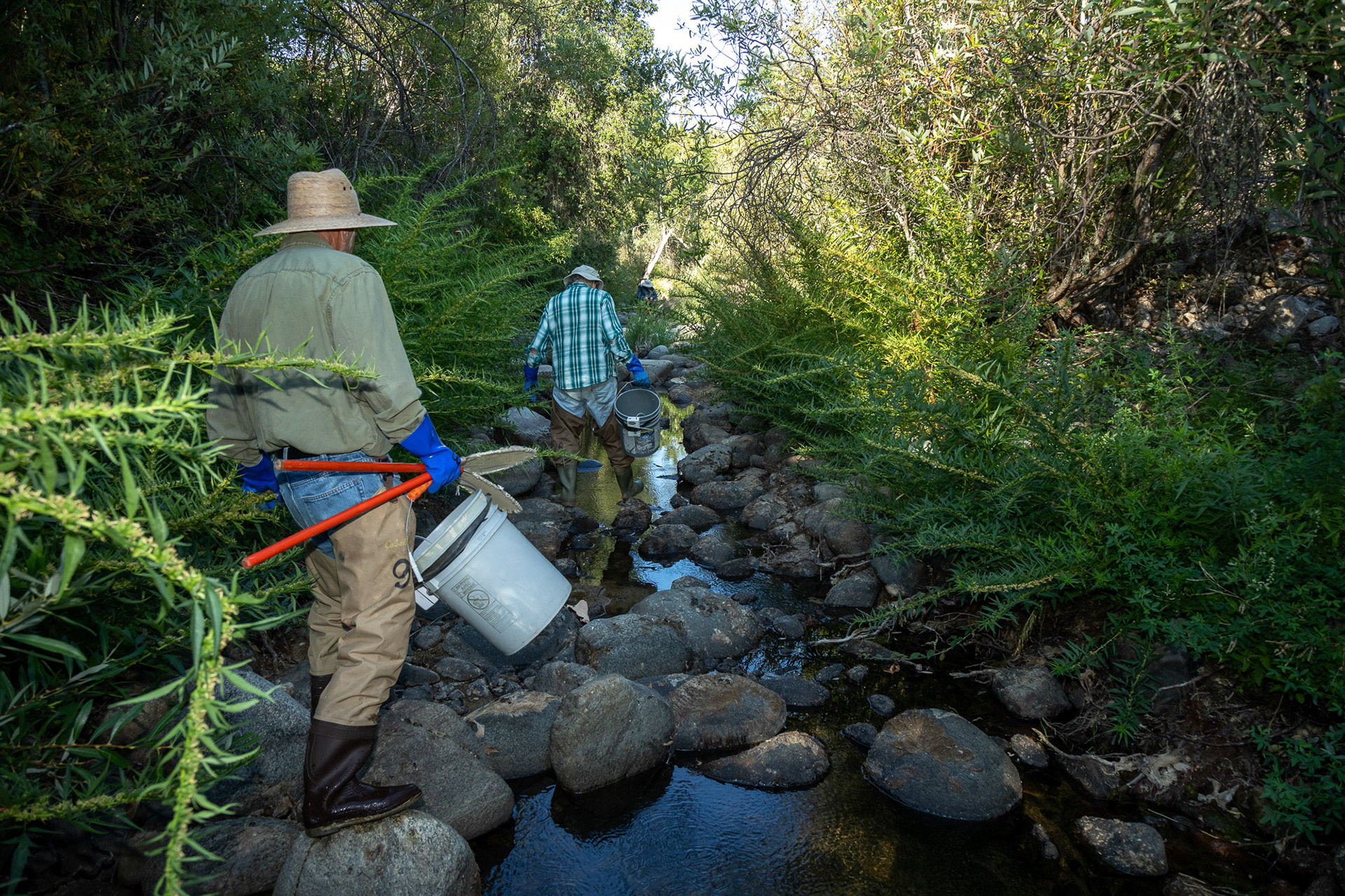 A group of volunteers from the Carmel River Steelhead Association go downstream in a drying creek in the Carmel River watershed looking for stranded steelhead fish to rescue from the drying waters. Carmel Valley, California, USA.