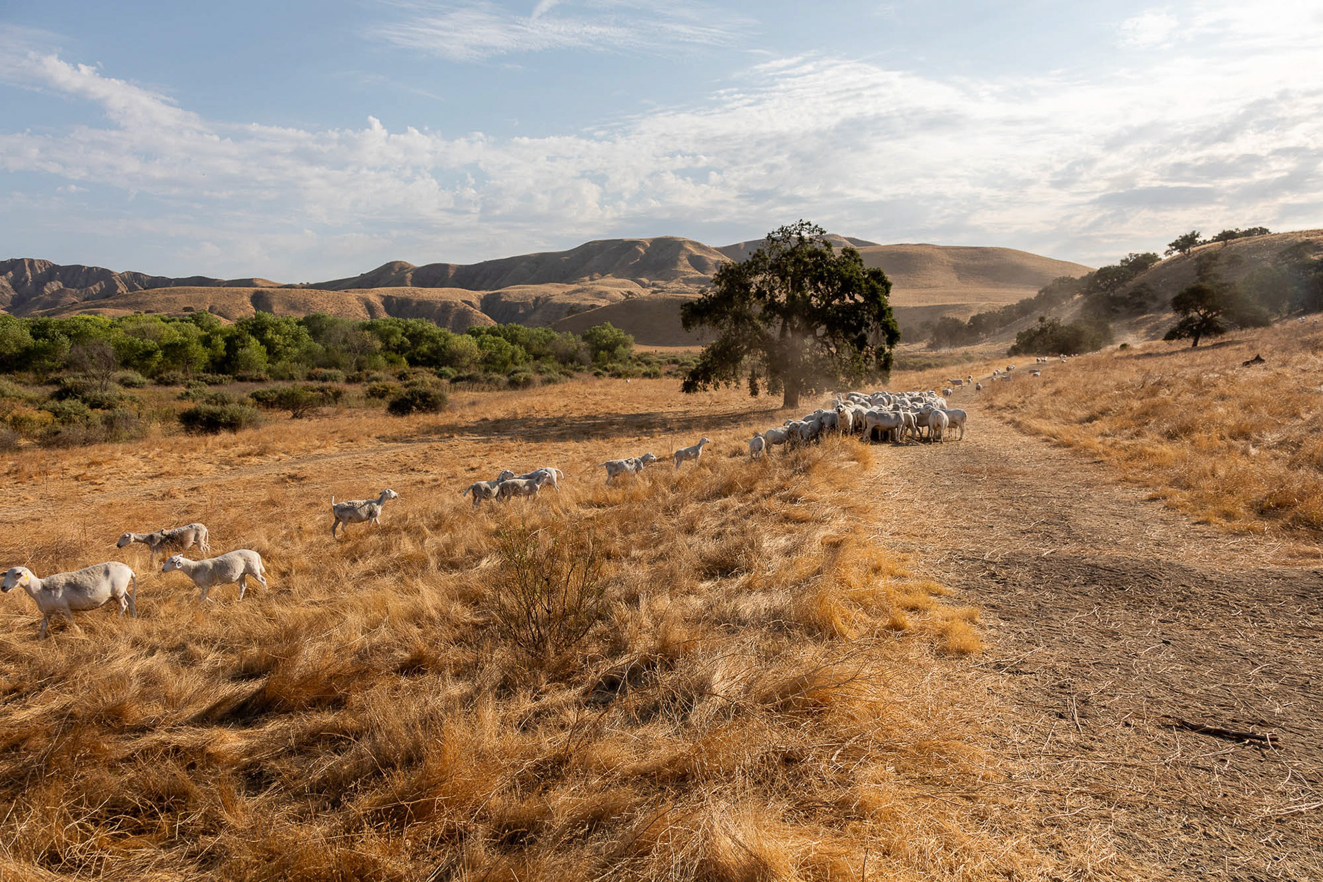 View of Paicines Ranch range lands with the riparian area of the San Benito River in the far left. The ranch implements holistic planned grazing, which mimics natural grazing patterns. They hired a crew to restore the wetland portraited in the far left. Paicines, California, United States.  July 23, 2024.