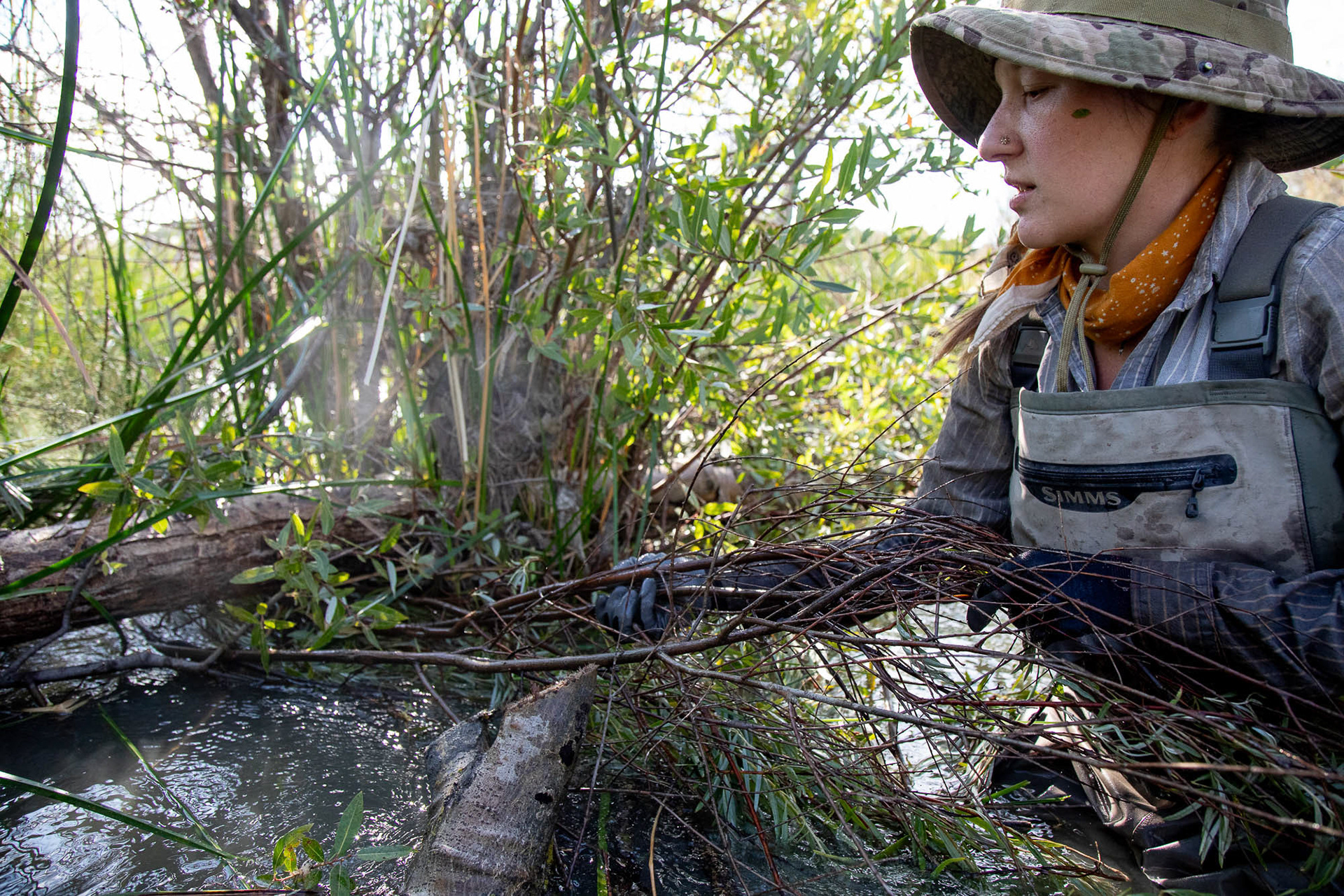Susie Cederlof, a member of the Swift Water Design crew, uses small branches collected locally in the riparian area to build the upper part of a Beaver Dam Analog (BDA) in Paicines Ranch, Paicines, California, United States. The branches are put one by one by hand to mimic as much as possible the work of beavers.  July 23, 2024.