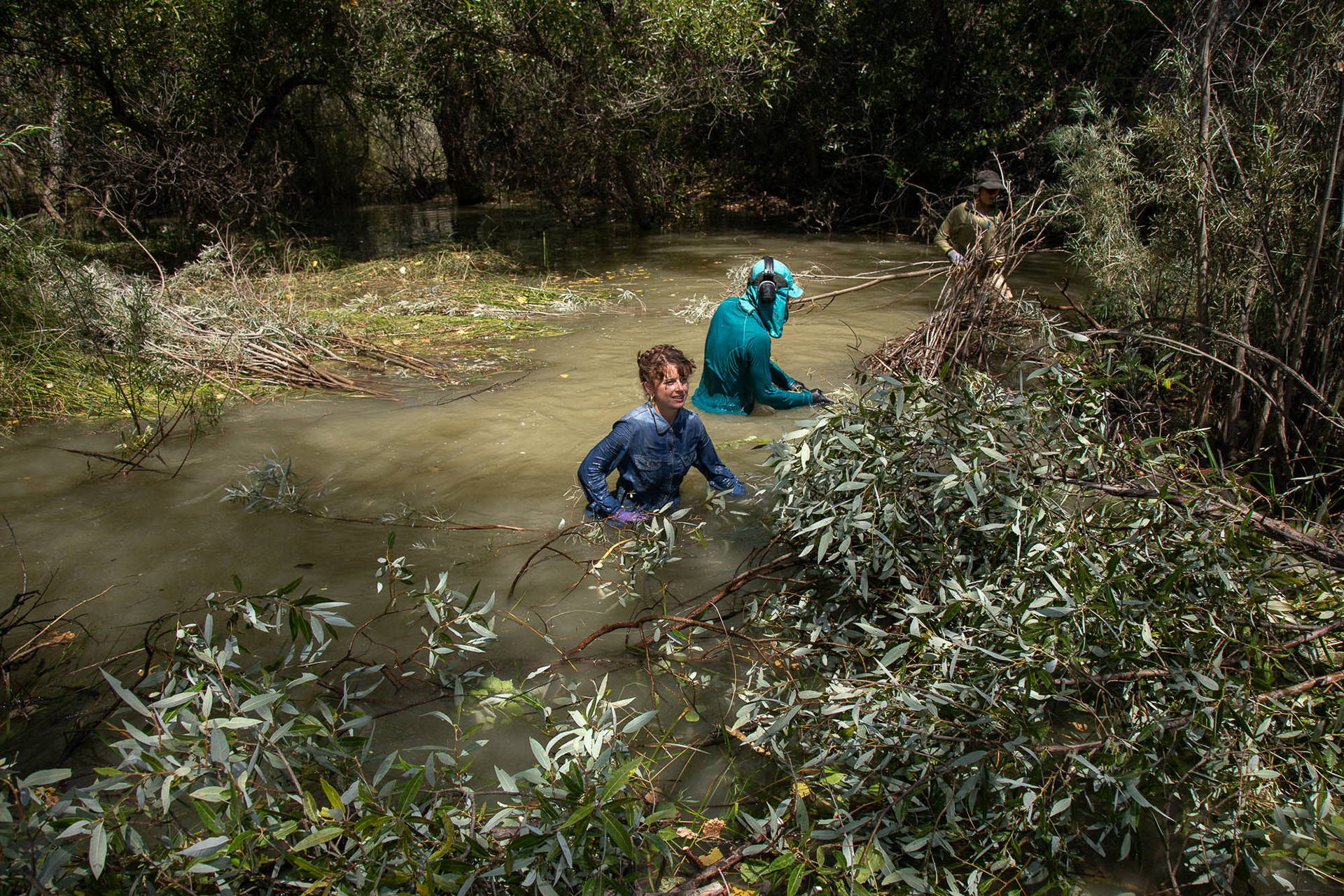Swift Water Design crew builds a Beaver Dam Analog (BDA) in Paicines Ranch, Paicines, California, United States. In the front, Ayeen Telopa assembles branches into the structure of the BDA. The water flow in this location was already slower after a few hours of work building the BDA. The water was spreading in the system and reached waist level at this point in time.  July 23, 2024.
