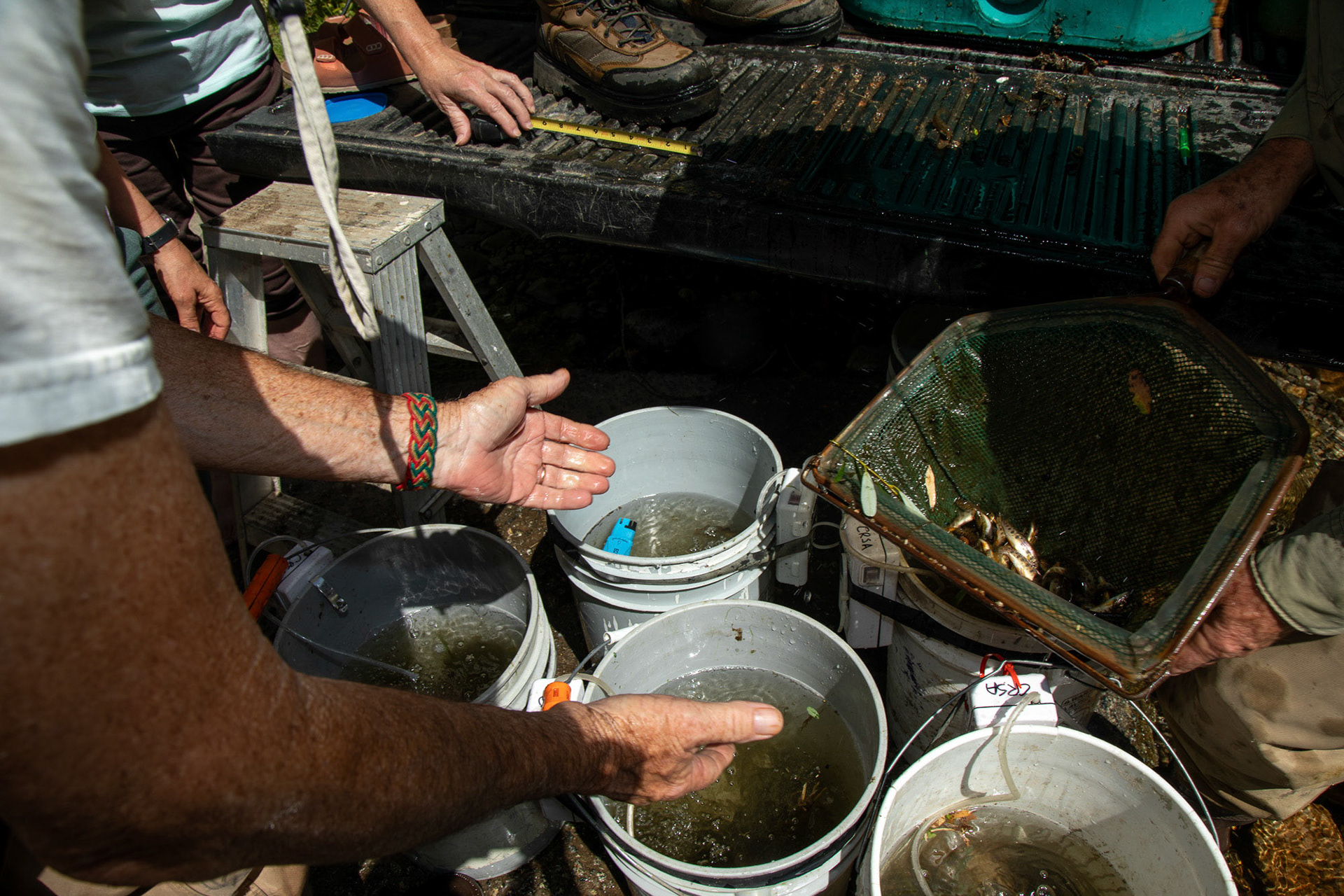 A group of volunteers from the Carmel River Steelhead Association gather the rescued fish from the oxygenated buckets to return them to a section of the Carmel River that remains flowing all year. Carmel Valley, California, USA.