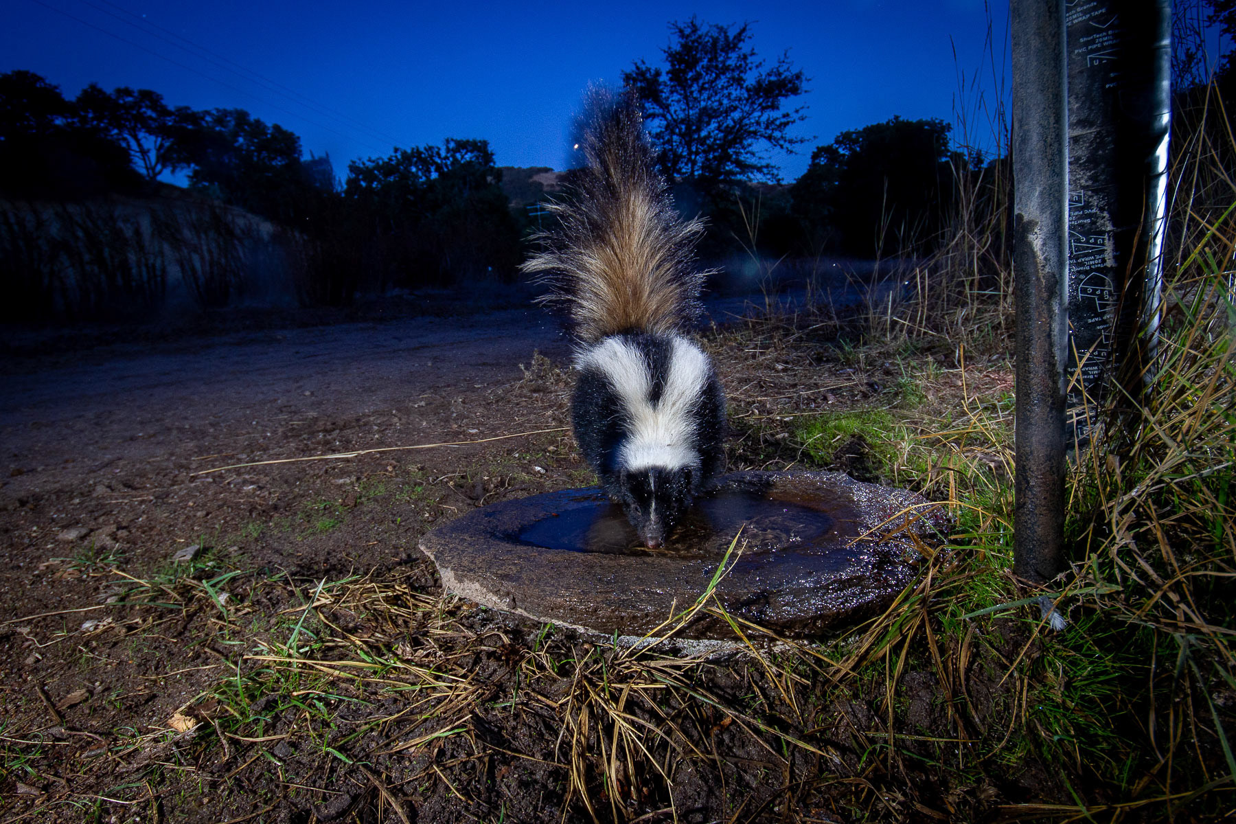 Skunk drinking water of a water source in Hastings Natural History Reservation let available for wildlife by the management. During the dry season, the nearby creek is dry and several species use this manmade water source to drink water. Carmel Valley, California, USA.