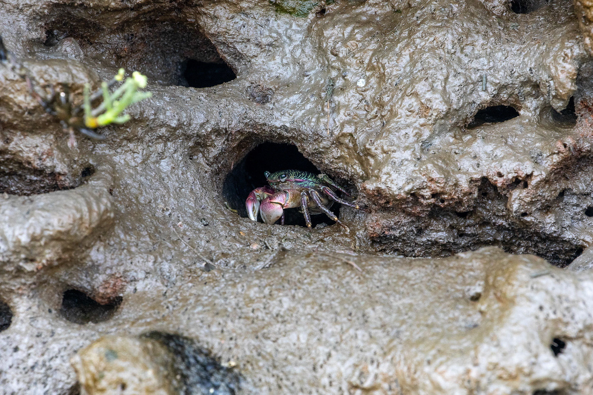 A shore crab hides in its burrow in the banks of the Elkhorn Slough. These crabs burrow along creek margins and are abundant in some areas of the slough. Elkhorn Slough National Estuarine Research Reserve, Moss Landing, California. July 8, 2024.