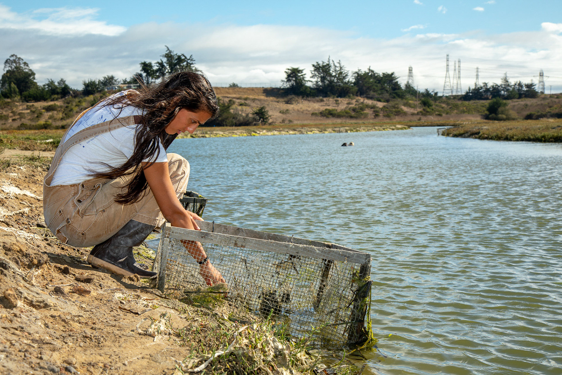 Kathryn Beheshti, a UCSC doctoral candidate, researches plant-invertrebate interaction within the tidal marshes of Elkhorn Slough. In this picture she checks a predator-exclusion experiment for shore crab burrows. The results of the experiment are that without sea otters crab population and burrowing increased while plant cover decreased significantly. Elkhorn Slough National Estuarine Research Reserve. Watsonville, California, USA, September 18, 2019.