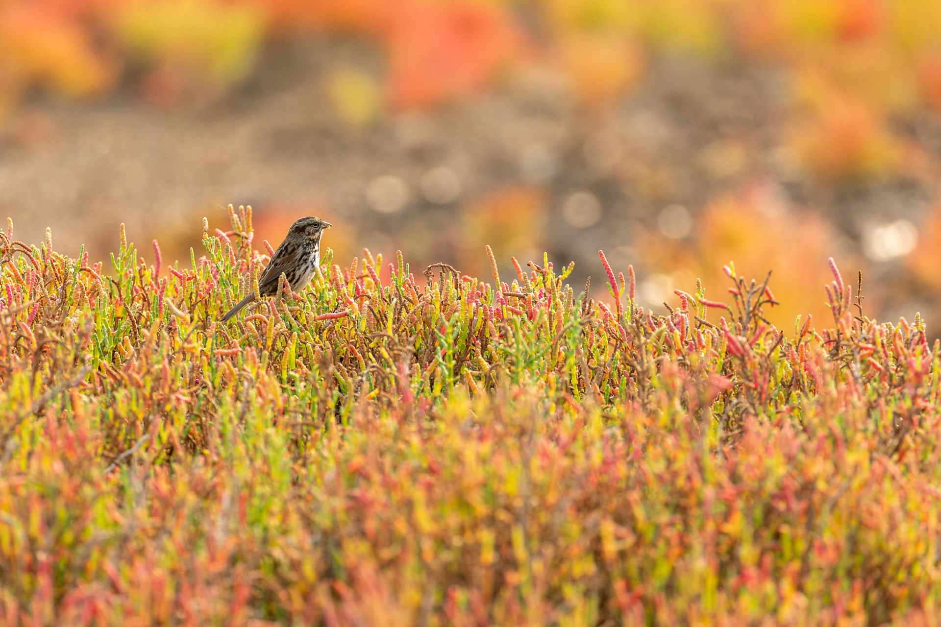San Pablo Song Sparrow perched in the pickleweed of the Sonoma Creek Enhancement Project location. San Pablo Bay National Wildlife Refuge, CA.