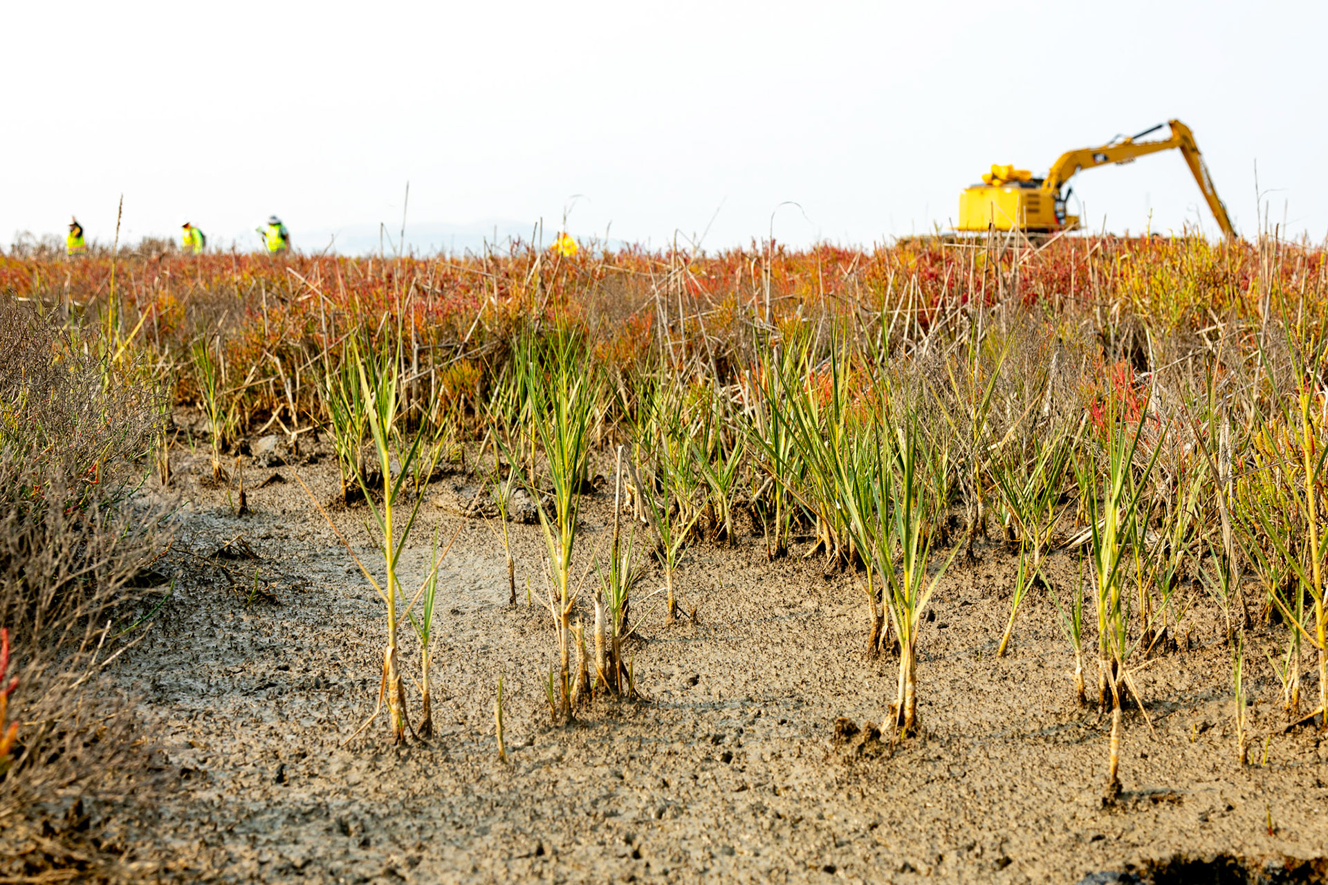 Cordgrass growing in a secondary channel on the location of the first phase of the  Sonoma Creek Enhancement Project. In the background, the machine used to open the tidal channels in the location and the biological monitors leaving the area. San Pablo Bay National Wildlife Refuge, CA.