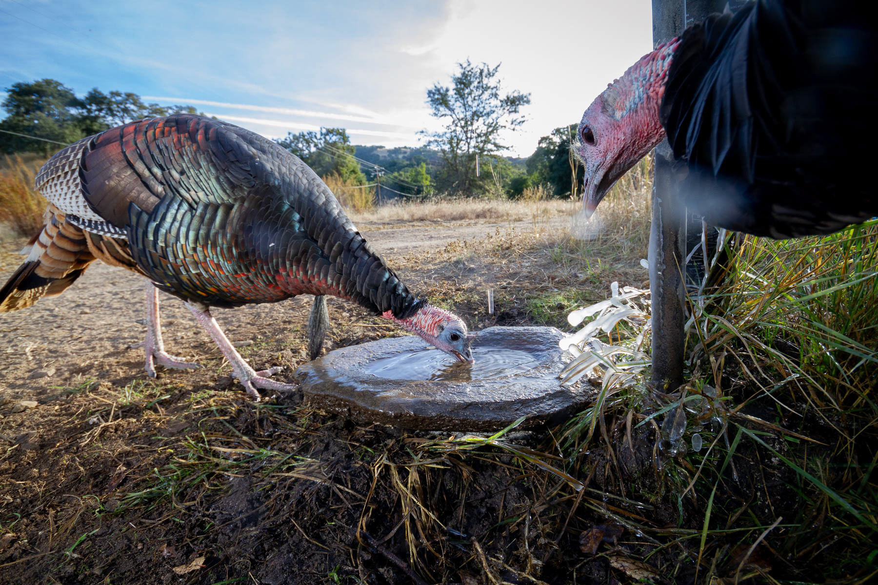 These are wild turkeys. They were introduced to California in the last century. Although not native, they can be found everywhere in Carmel Valley, USA. I placed a camera trap in this dripping water source to document the animals using it during the dry season when the local streams were all dry. The turkeys came regularly to this location in search of water. The water scarcity in this watershed has been accentuated by over-pumping and more recently, due to climate change.