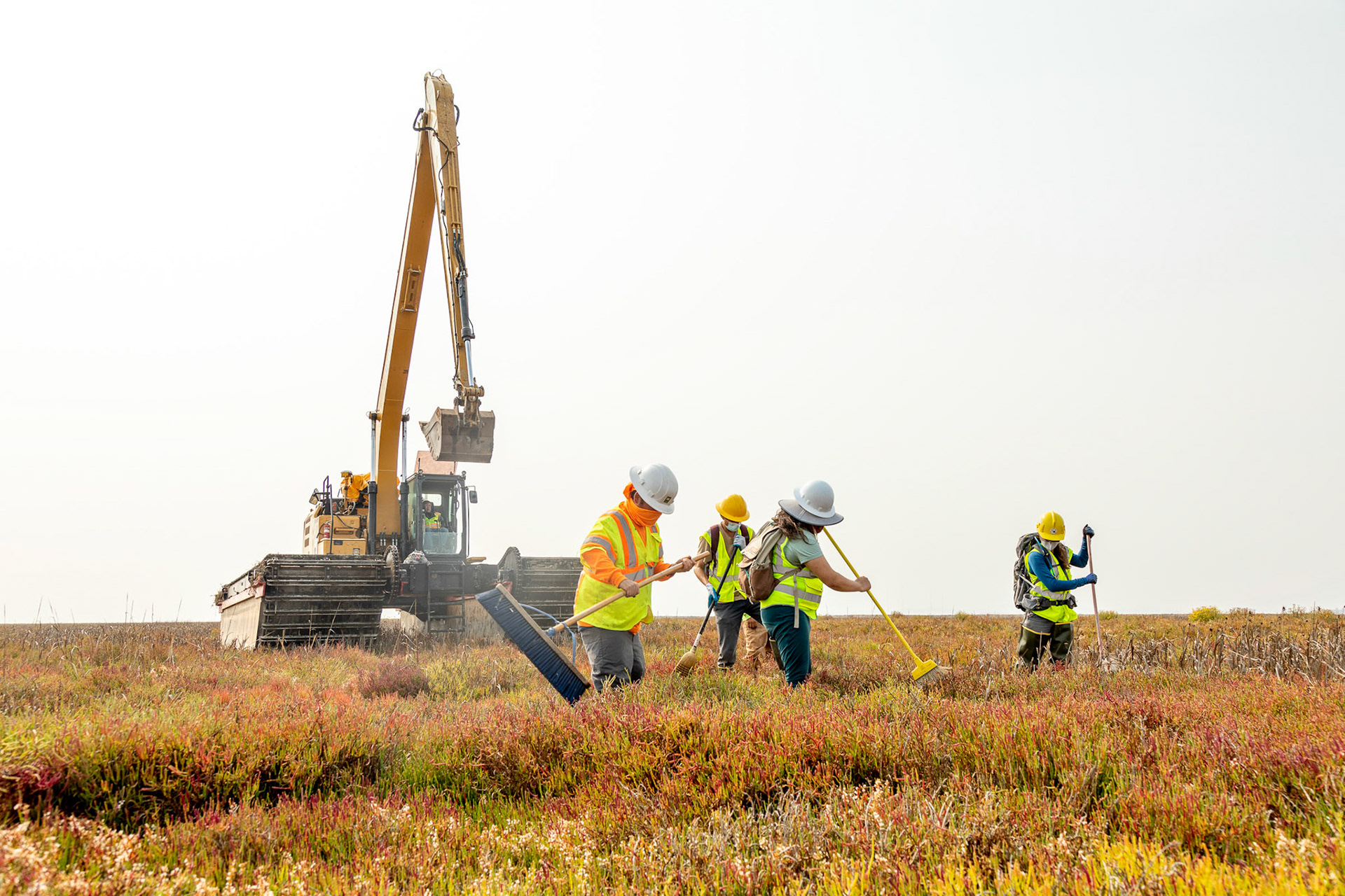 Haymar Lim, Paige Fernandez, Brett Stormoen, Michael del Sarto, and Jose Gutierrez performing their work as Sonoma Creek Project Biological Monitors. They walk using the brooms to chase away the wildlife, while Rex Watson slowly moves the machinery through the tidal marsh. The machine was relocated to open channels in a new location on the marsh. San Pablo Bay National Wildlife Refuge, CA.
