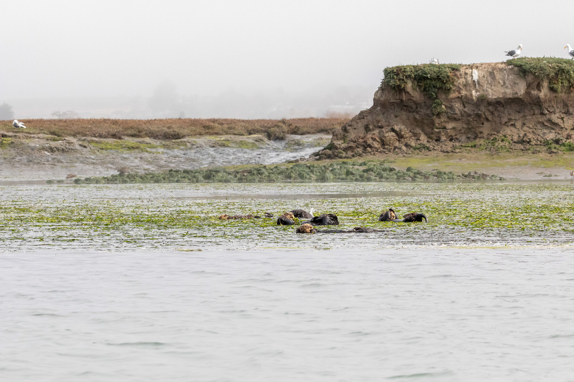 A group of sea otters resting in the sea grass in the Elkhorn Slough, Moss Landing, California, USA. July 11, 2024. In the background the creekbank shows signs of erosion.